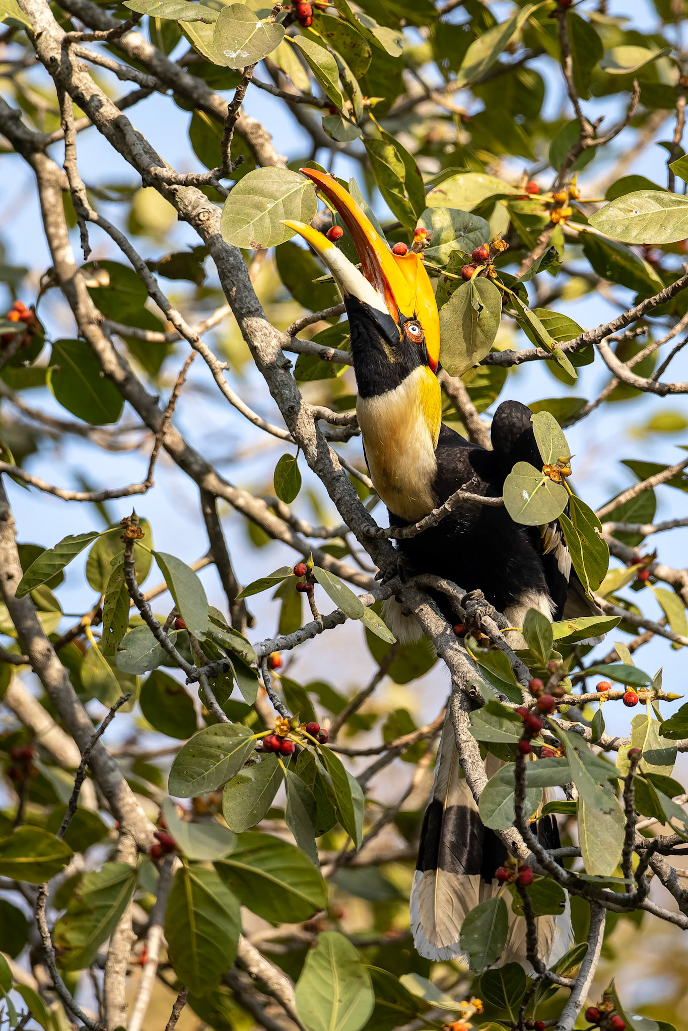 Great hornbill,, Corbett Tiger Reserve, India