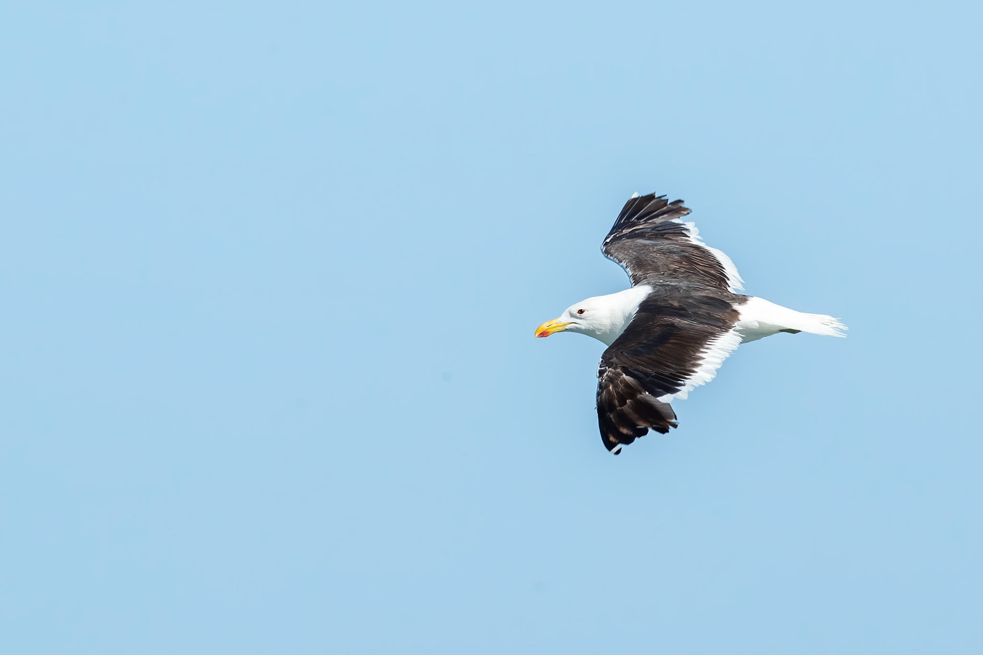 Kelp gull, Vinã del Mar, Chilé