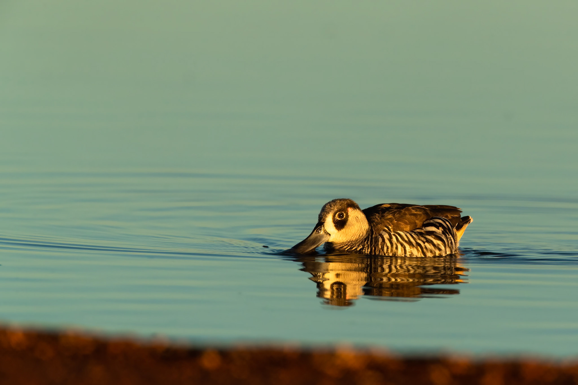 Pink-eared duck, Tenant Creek, Northern Territory, Australia