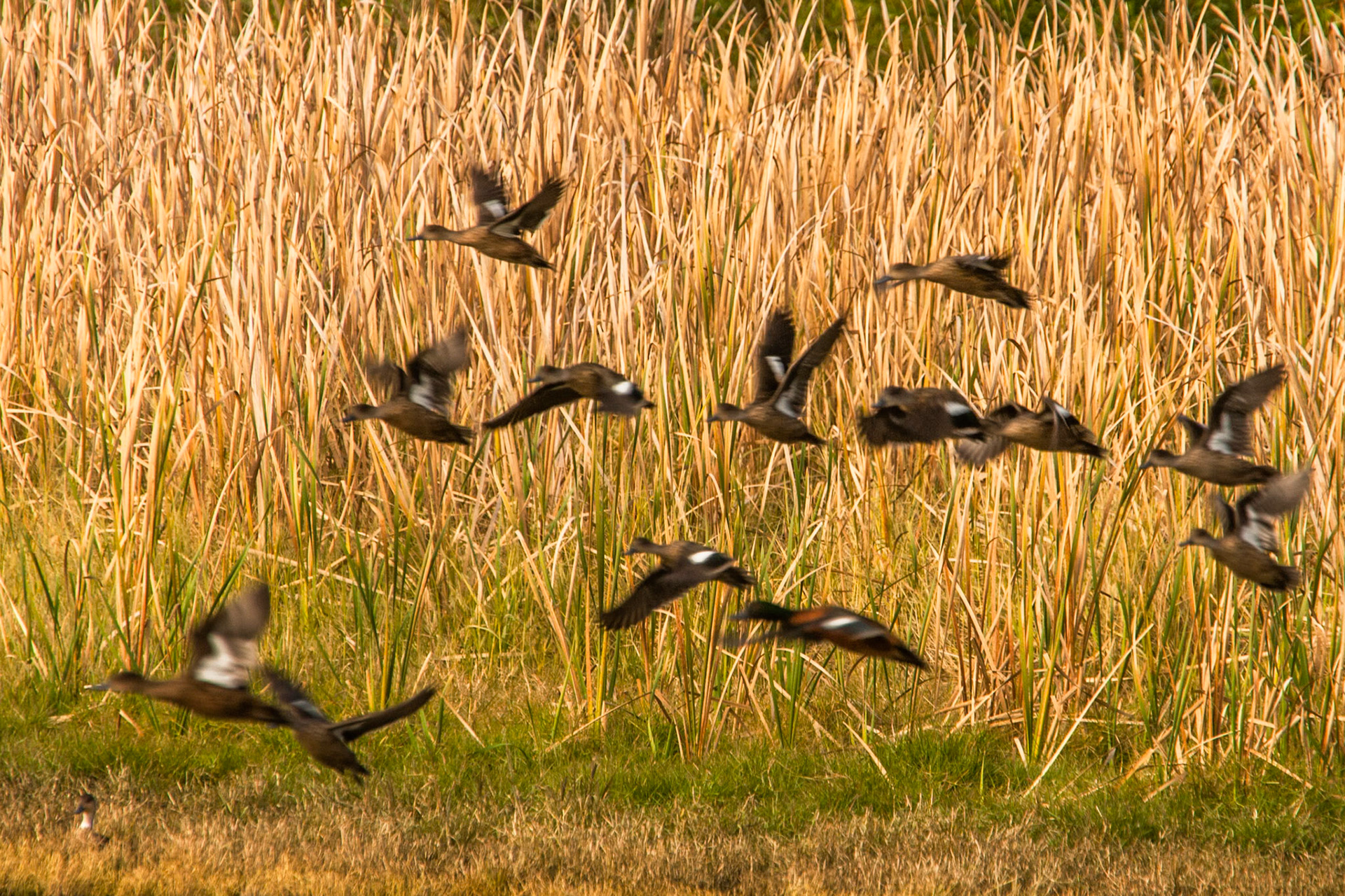 Grey teal, Hunter wetlands, Newcastle