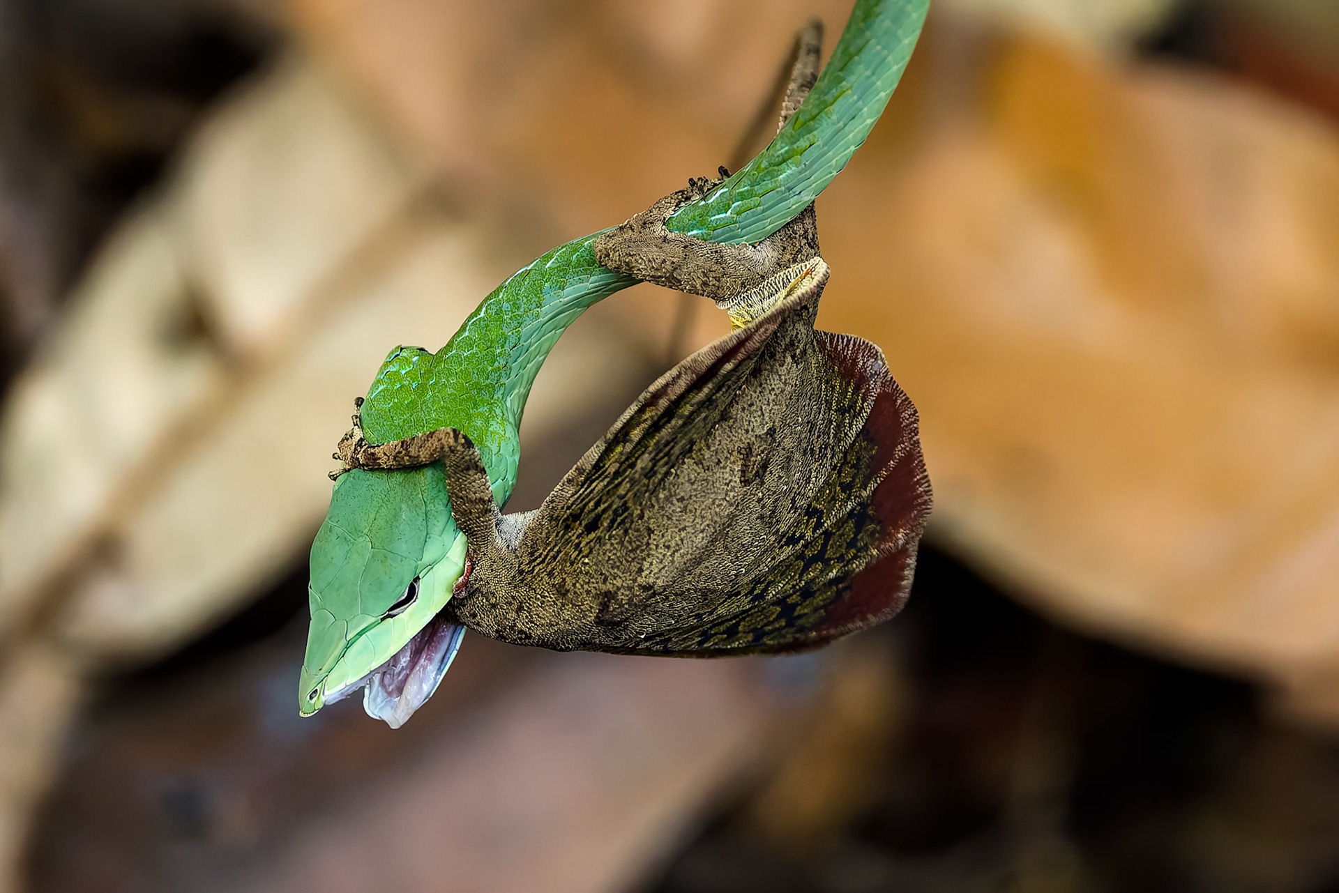 Oriental whipsnake (Asian vinesnake) eating a orange-winged flying lizard, Khaeng Krackan National Park, Thailand