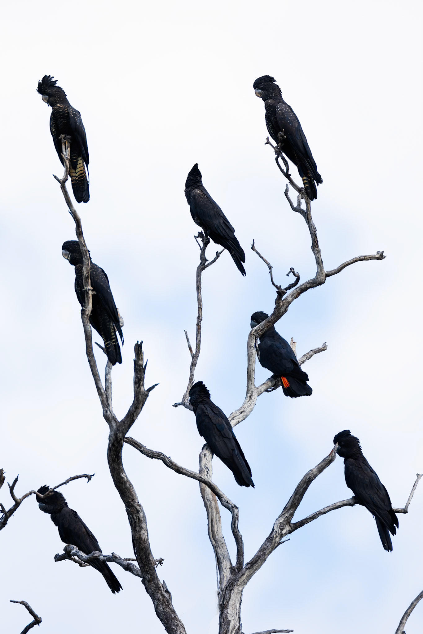 Red-tailed black-cockatoo, Musgrave, Cape York Penninsula, Queensland