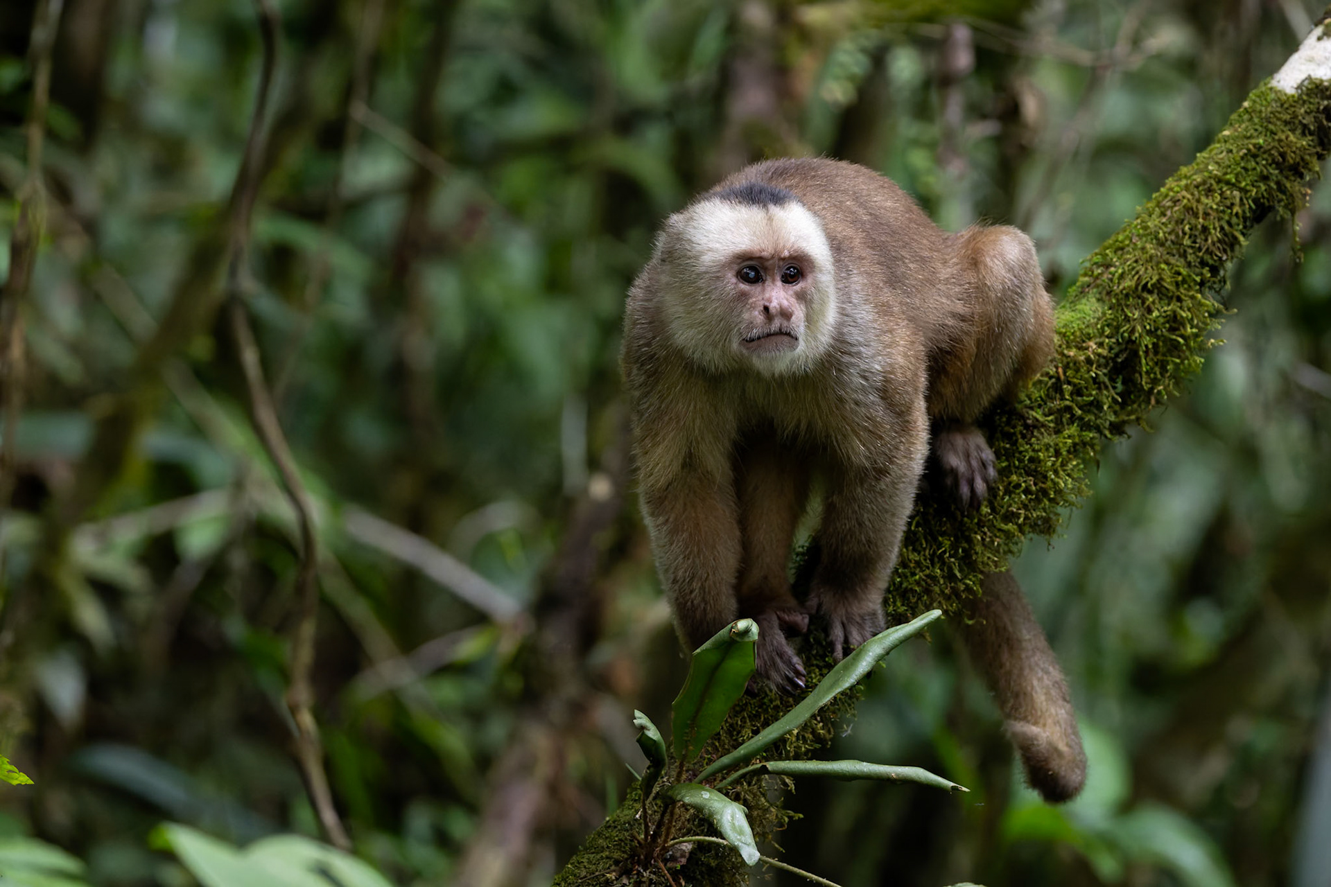 Ecuadorian capuchin, Copalinga Ecolodge, Copalinga, Ecuador