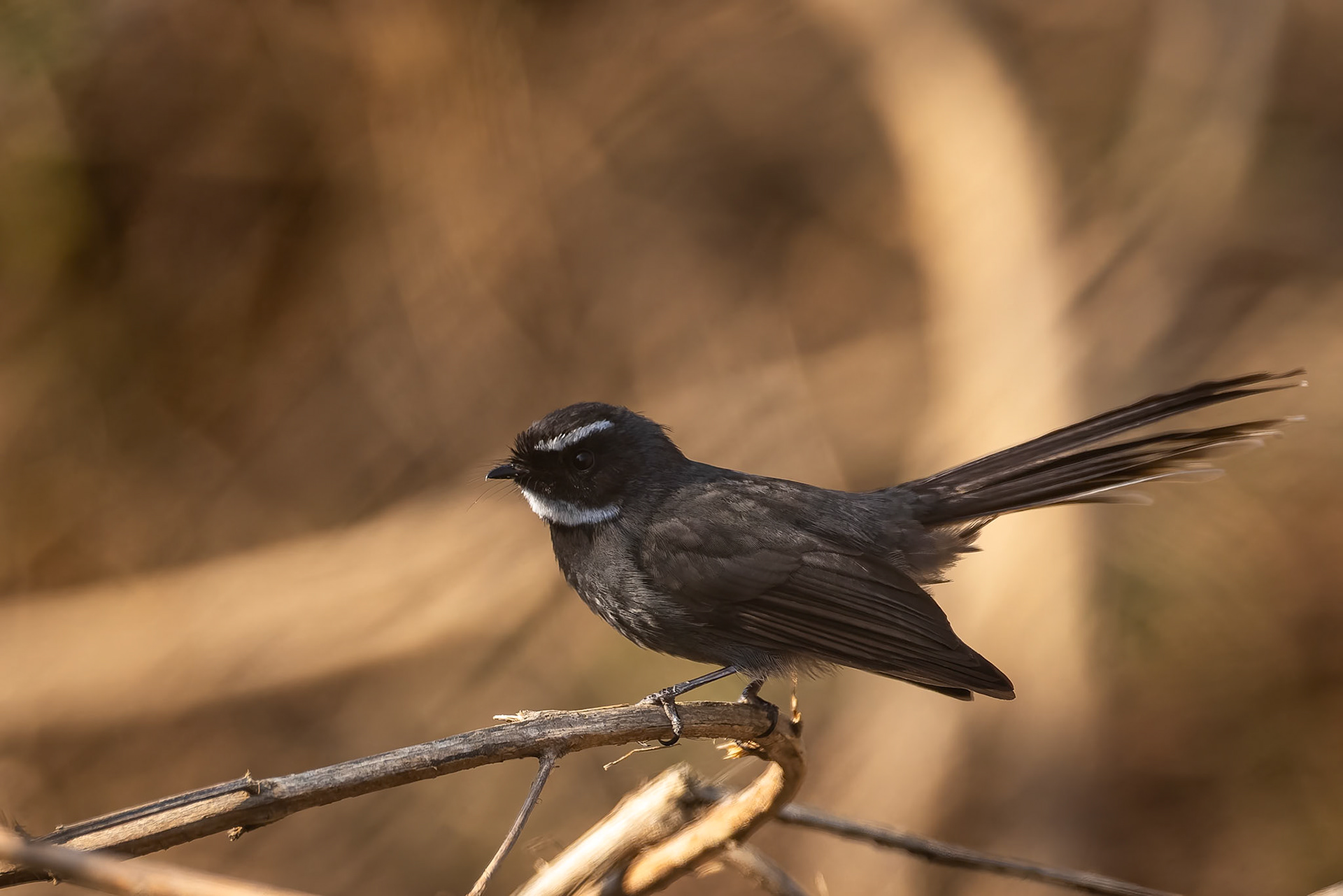 Spot-breasted fantail, Corbett Tiger Reserve, India