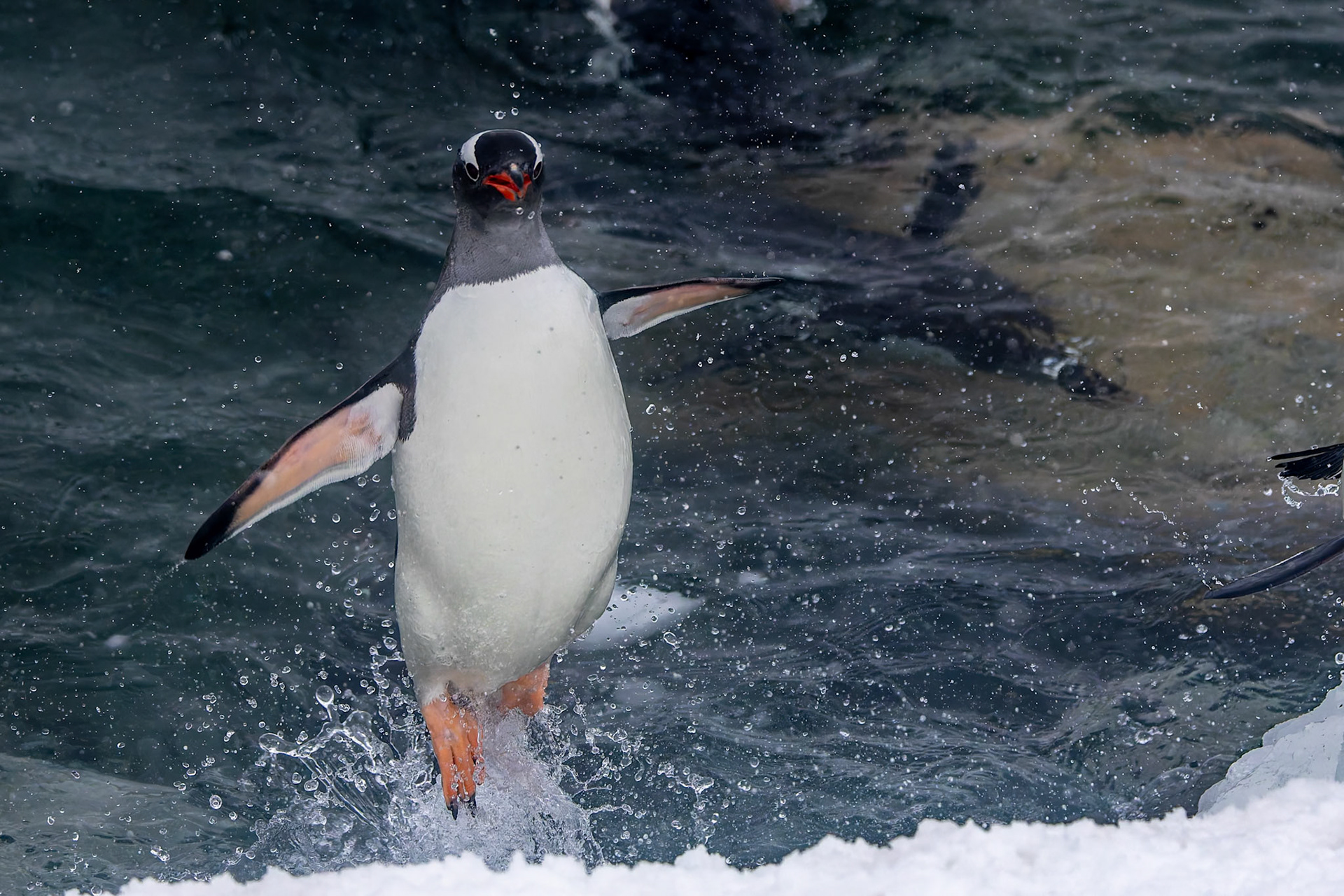 Gentoo penguin, Danko Island, Antarctica