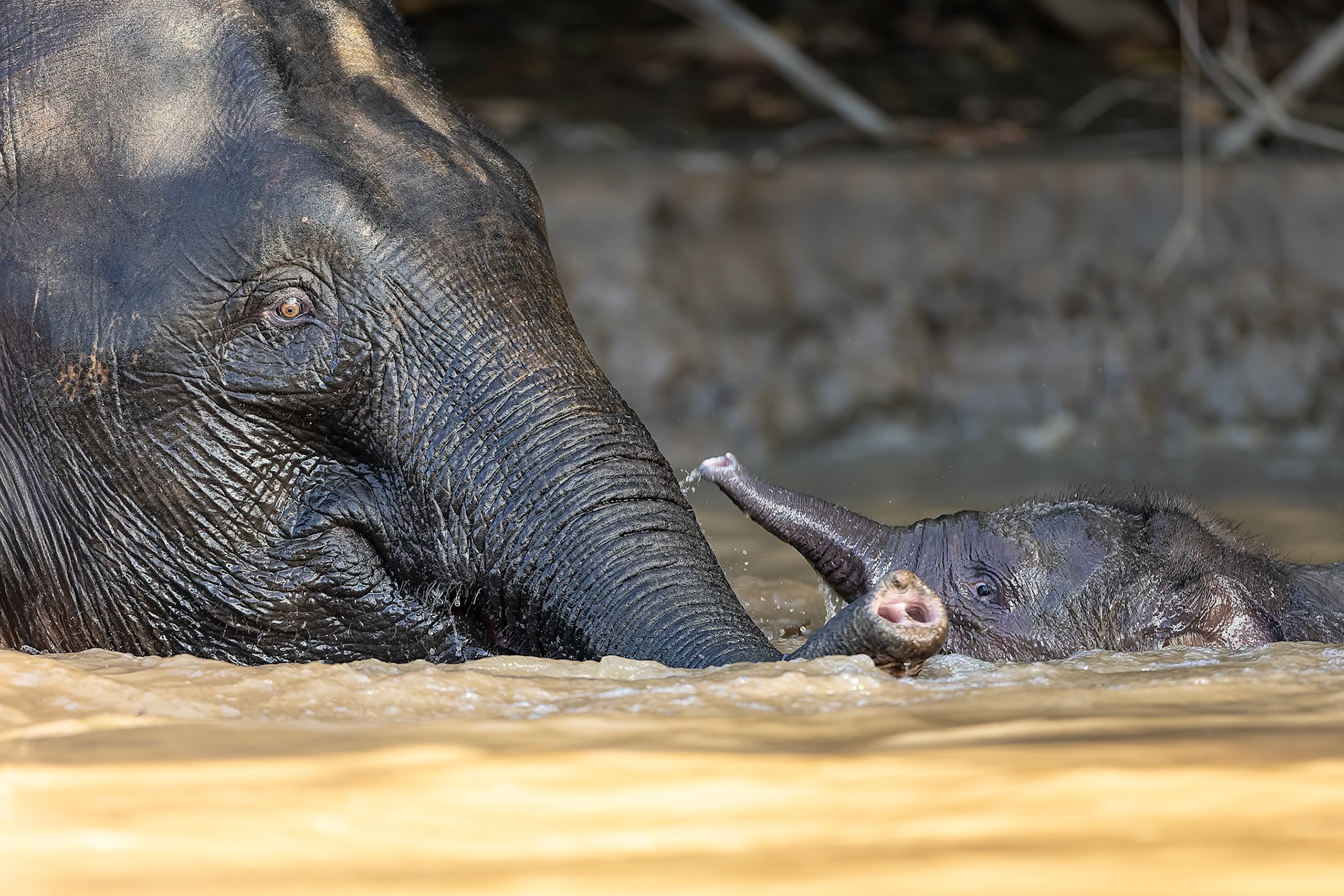Borneo pygmy elephant, Sukau, Borneo