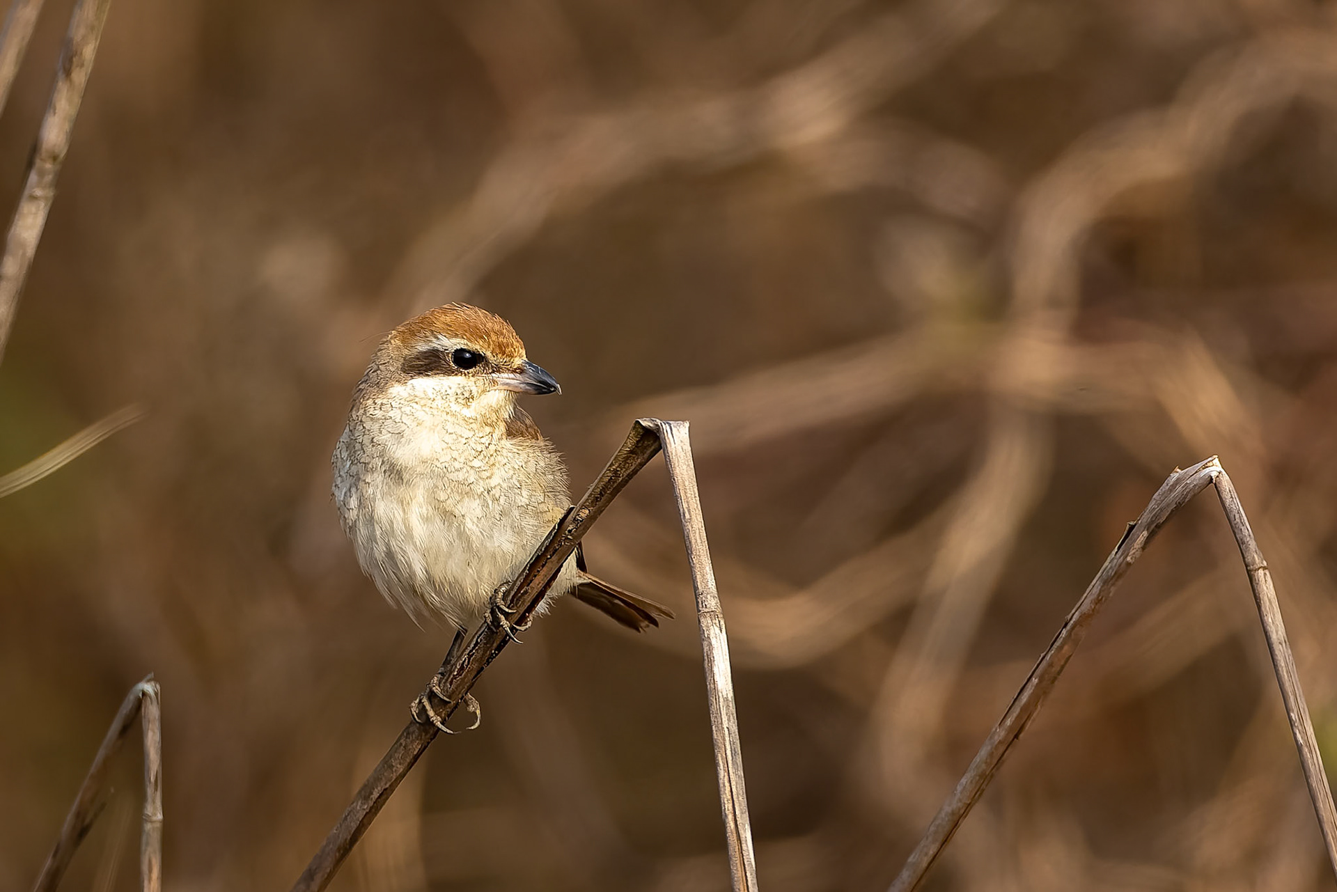 Isabelline shrike, Khana, India