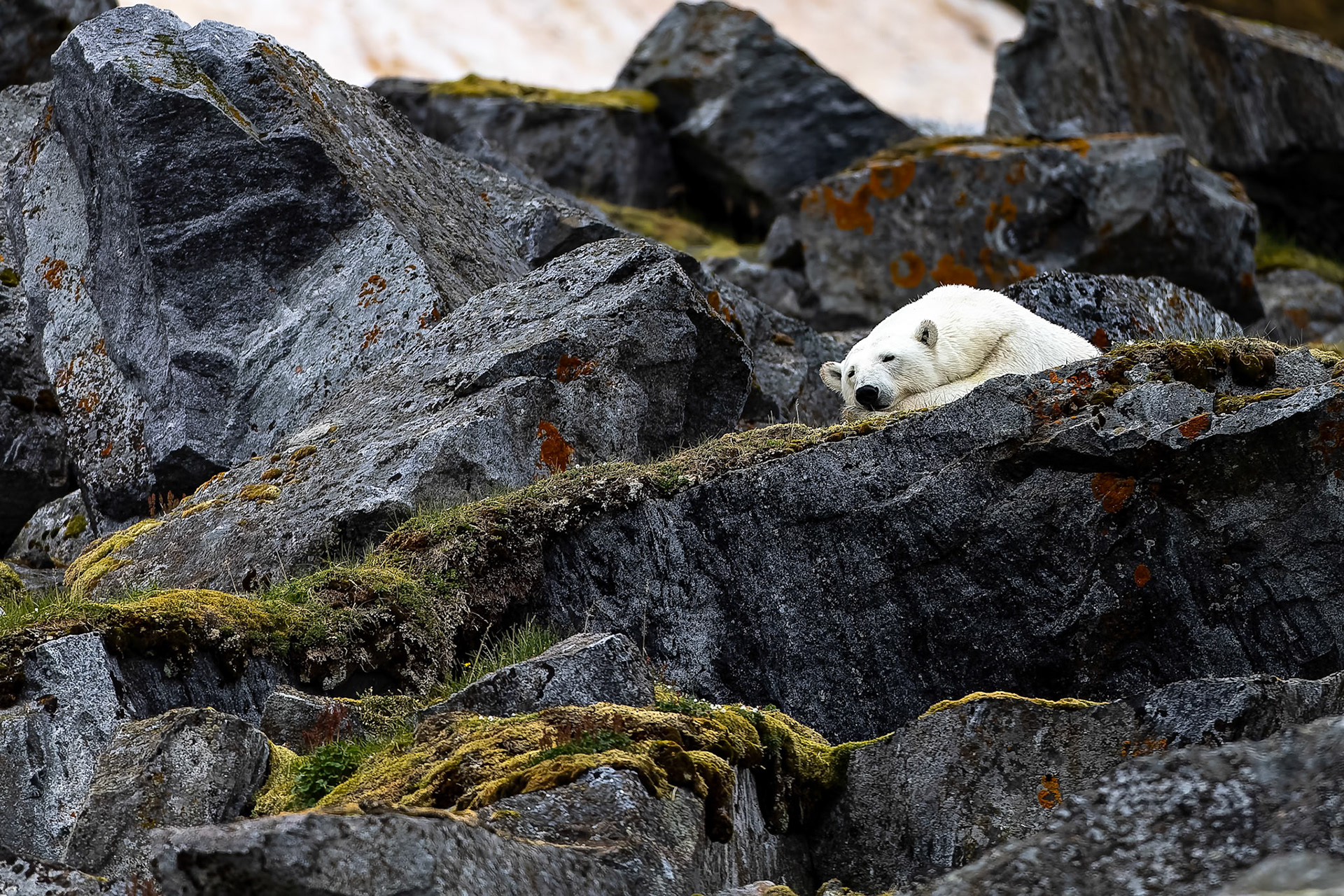 Polar bear, Hamiptonbukka, Svalbard, Norway