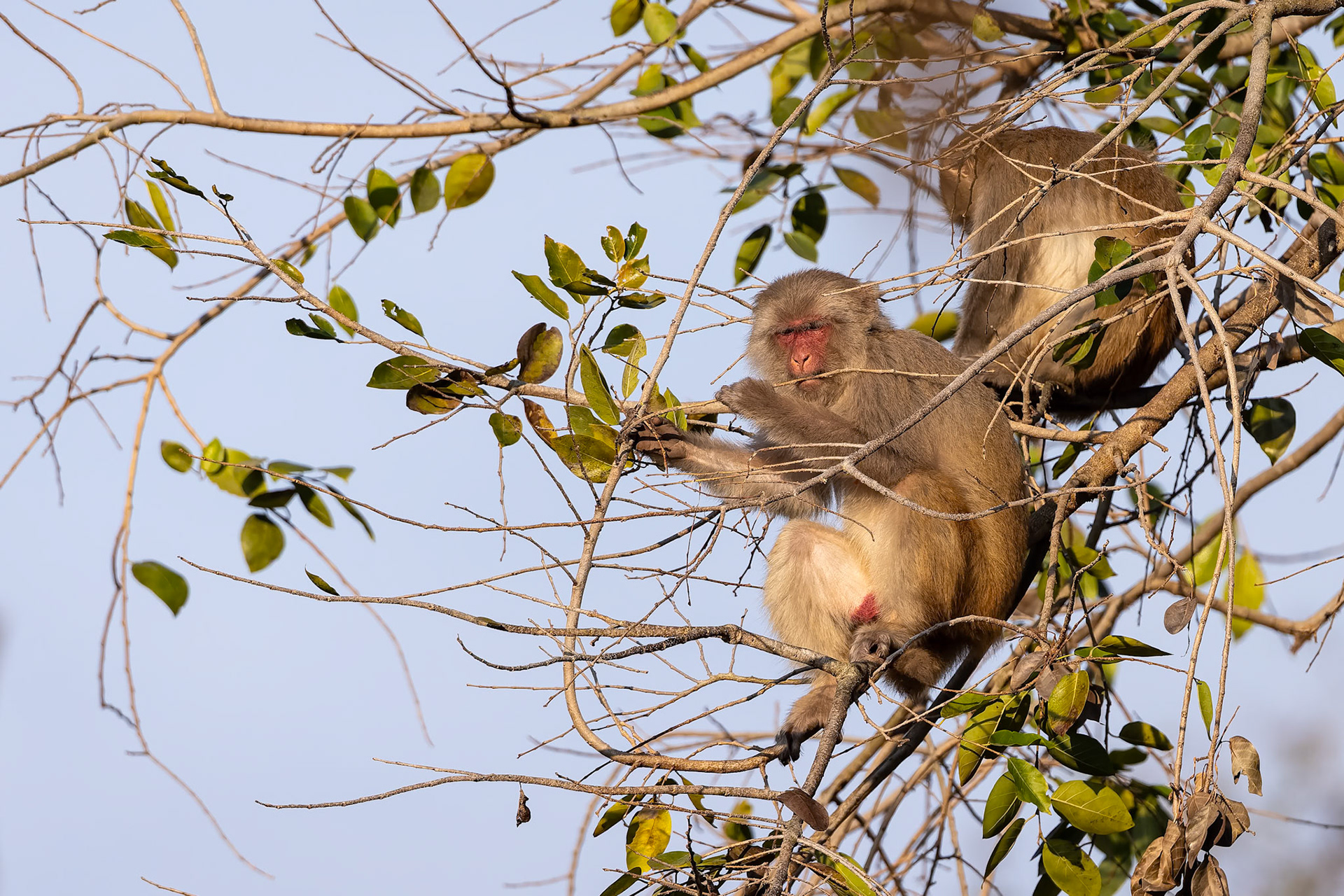 Rhesus macaque, Corbett Tiger Reserve, India