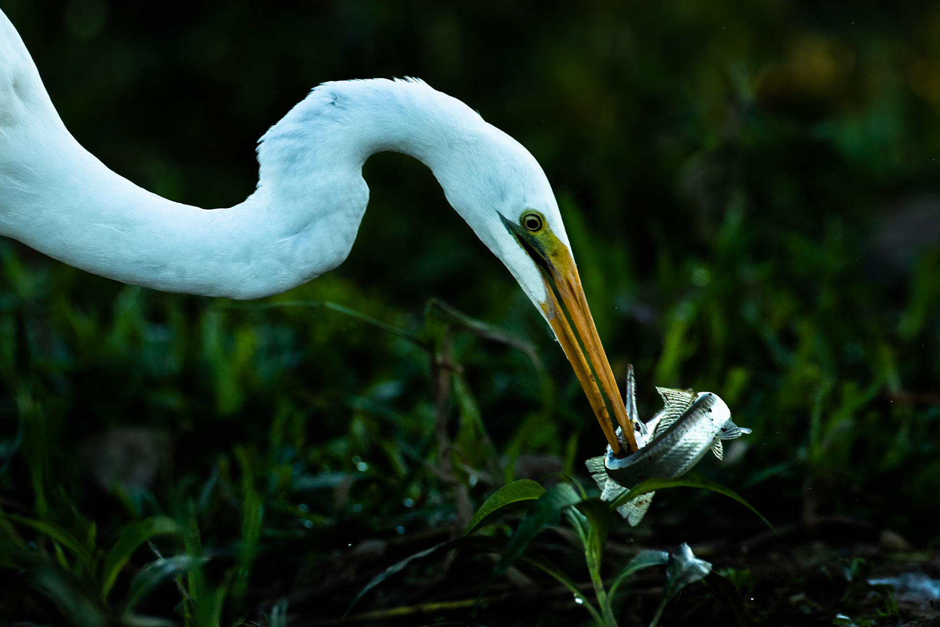 Great egret and longtom, Yellow waters billabong, Kakadu, Northern Territory, Australia
