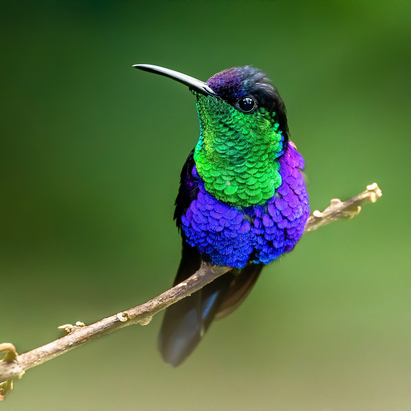 Crowned woodnymph, Rancho Naturalista, Costa Rica, 2019