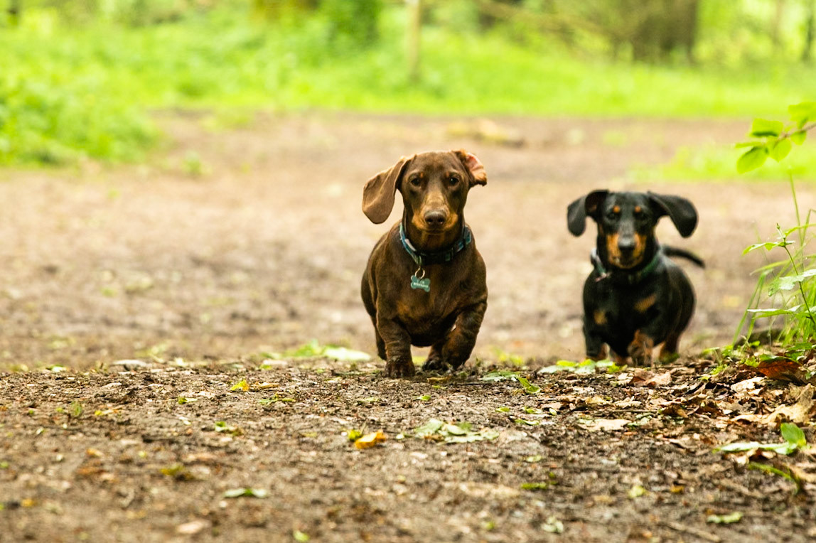 Ashridge Estate, National Trust Forest, Ringshall, England, United Kingdom