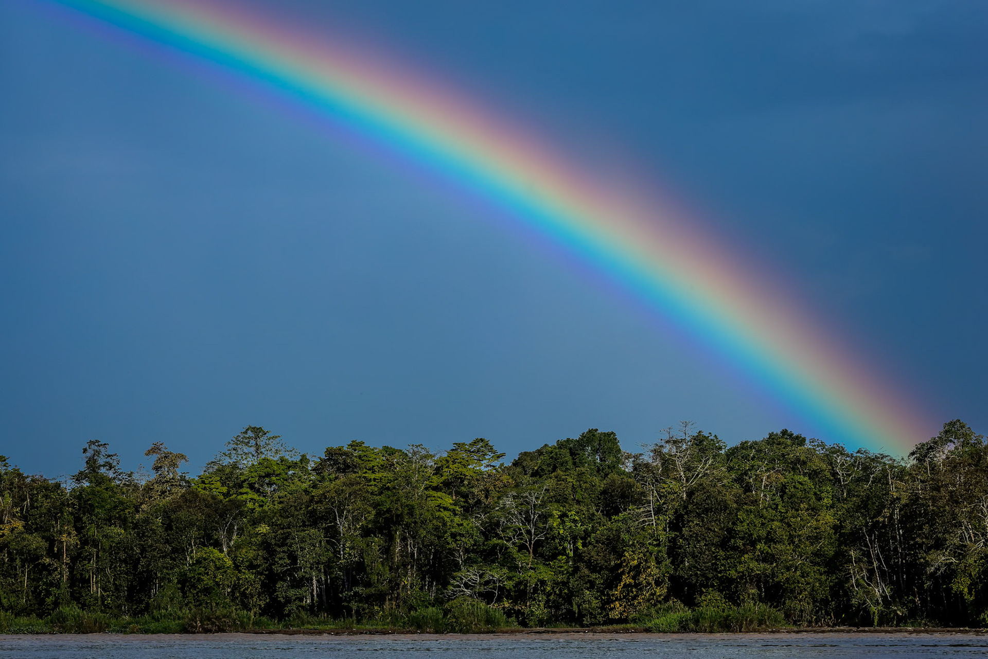 Forest landscape, Sukau, Borneo