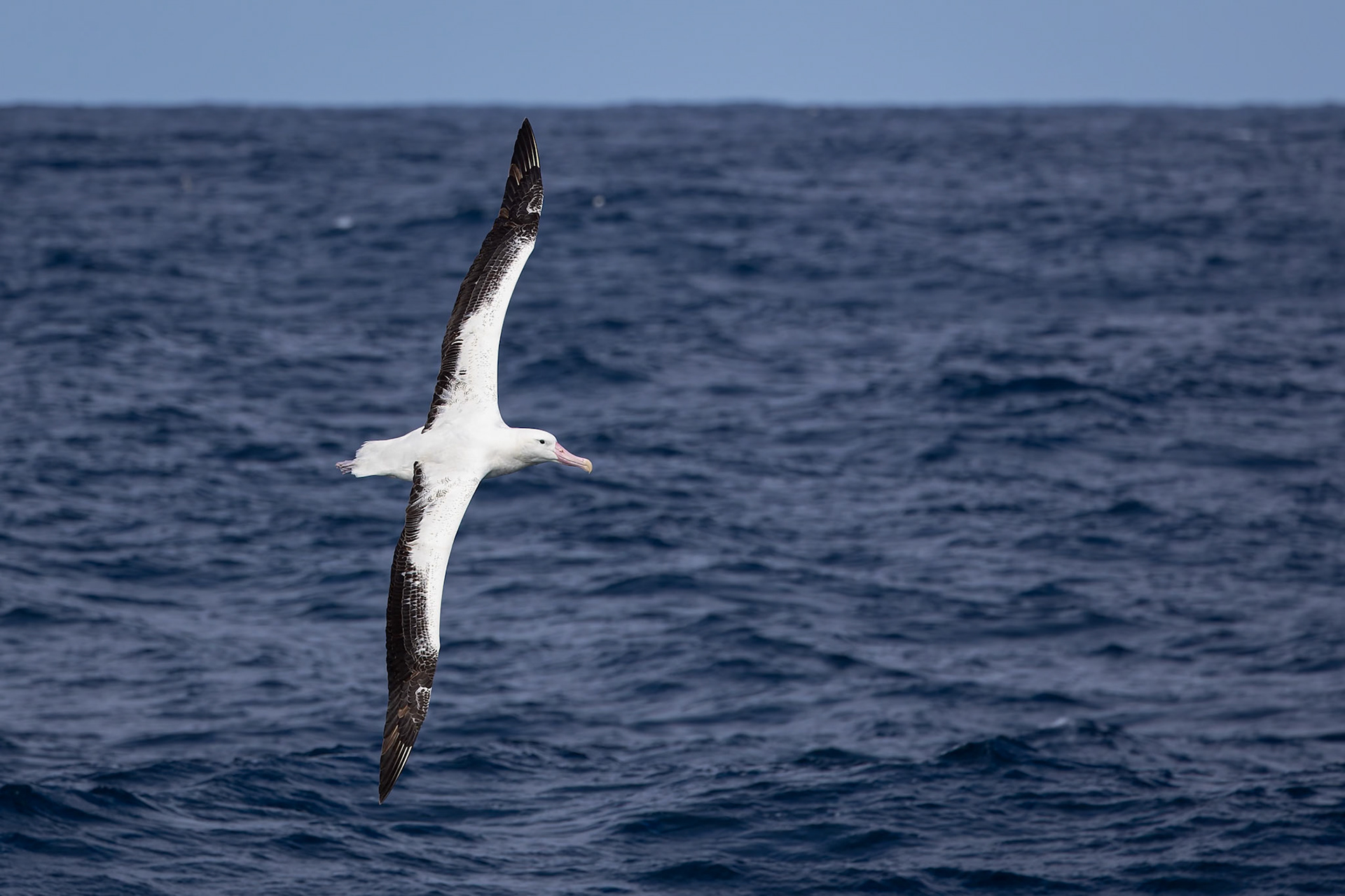 Northern royal albatross, towards Ushuaia, Argentina
