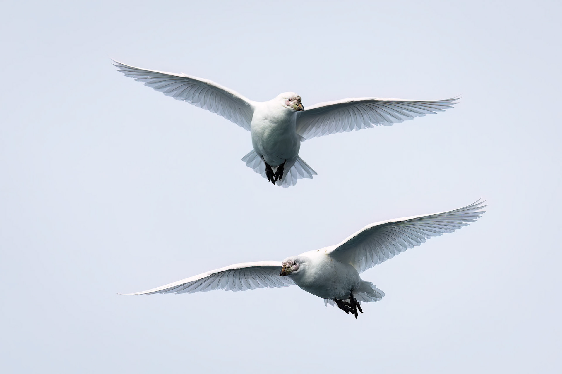 Snowy sheathbill, St Andrew's Bay, South Georgia