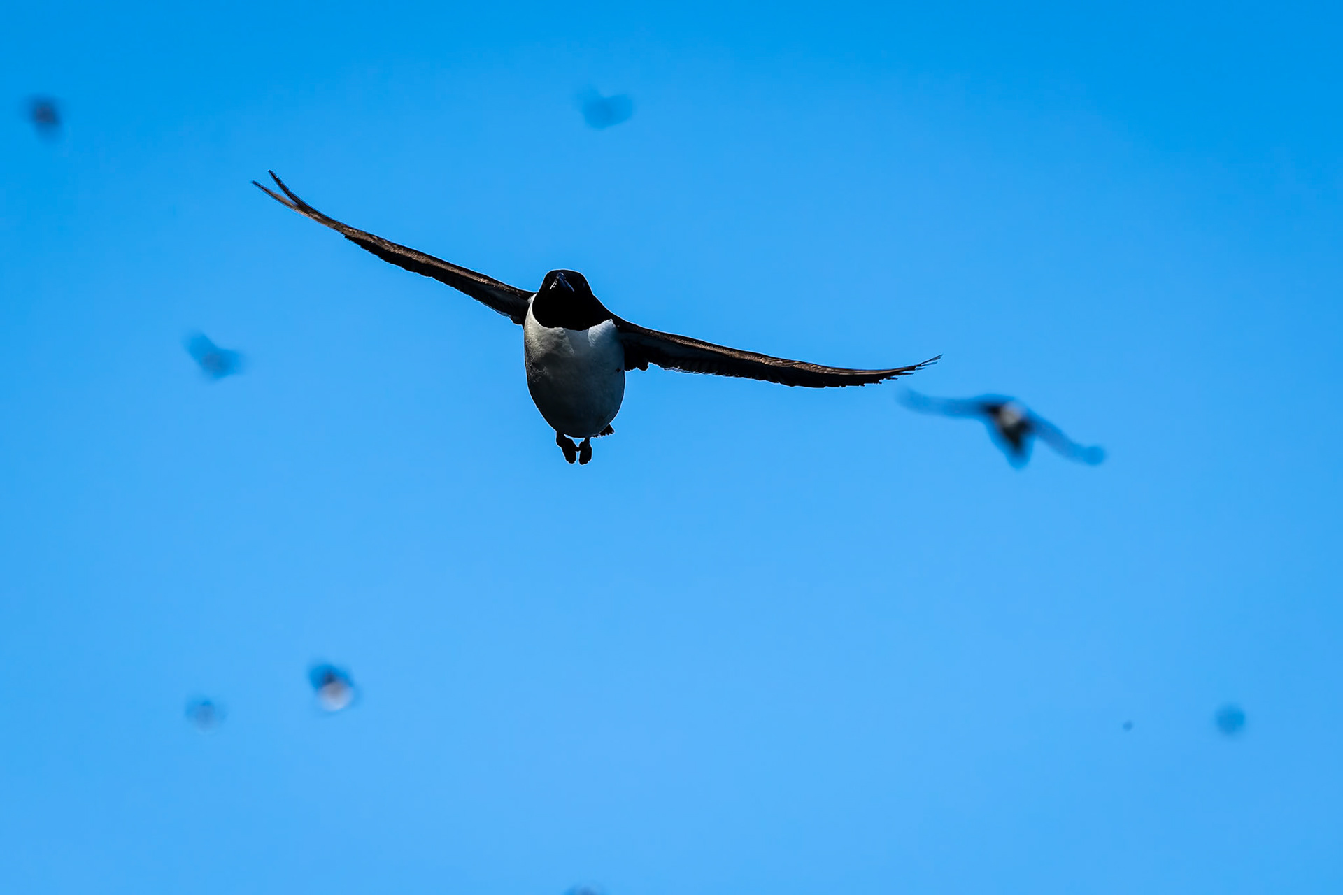 Brünnich's guillemot, Alkefjettet, Svalbard, Norway