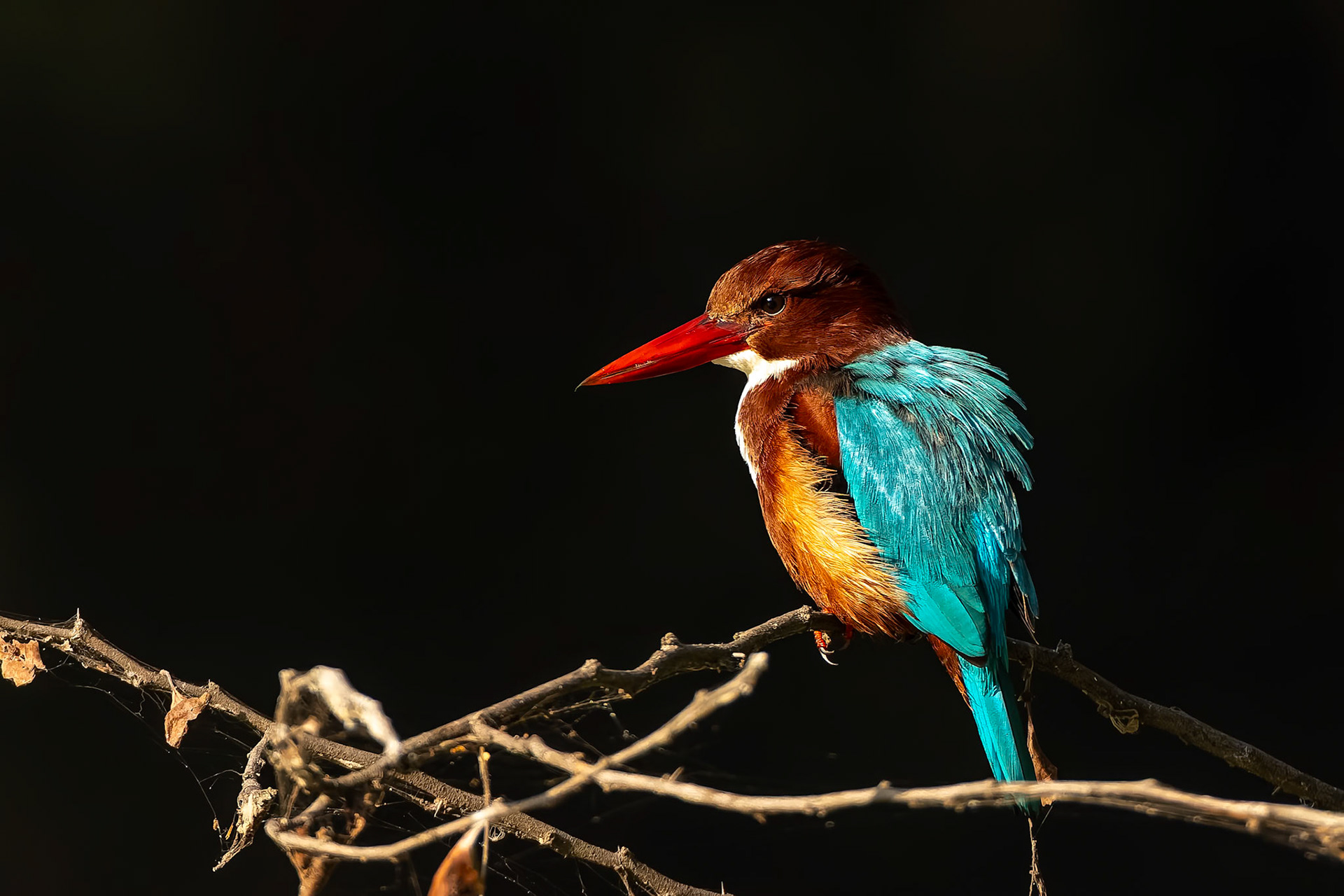 White-throated kingfisher, Keoladeo National Park, Bharatpur, India