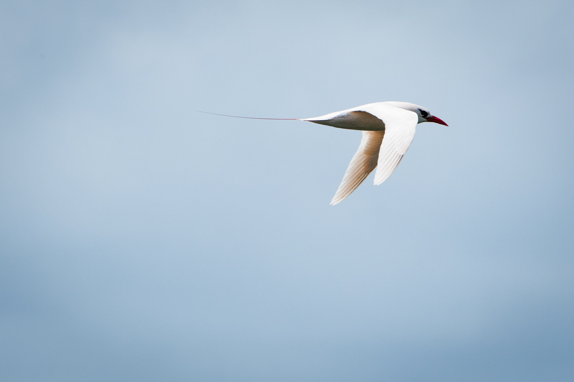 Red-tailed tropicbird taken from Kim' lookout.