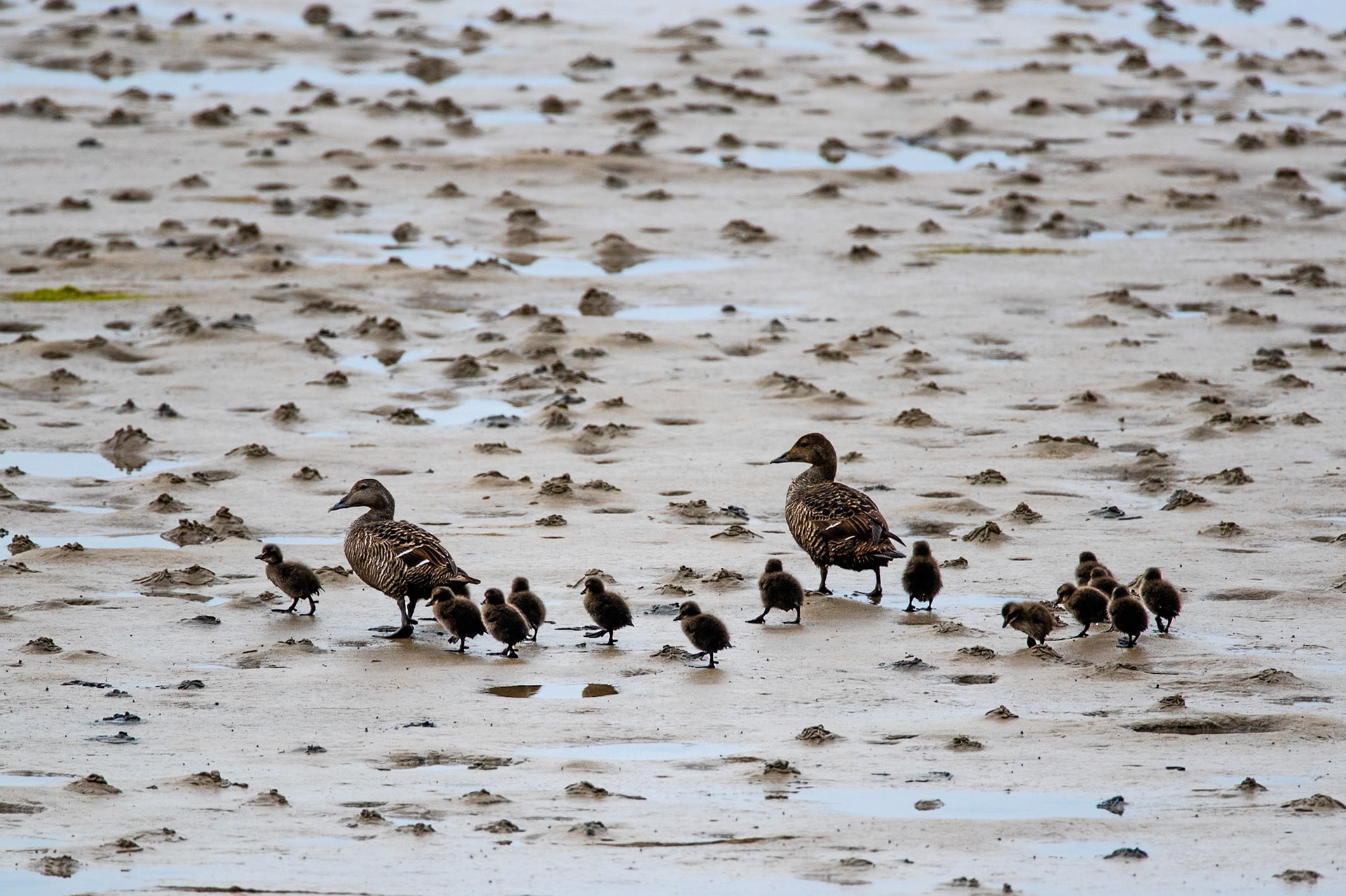 Common eider and chicks, Rauðasandur, Westfjords, Iceland