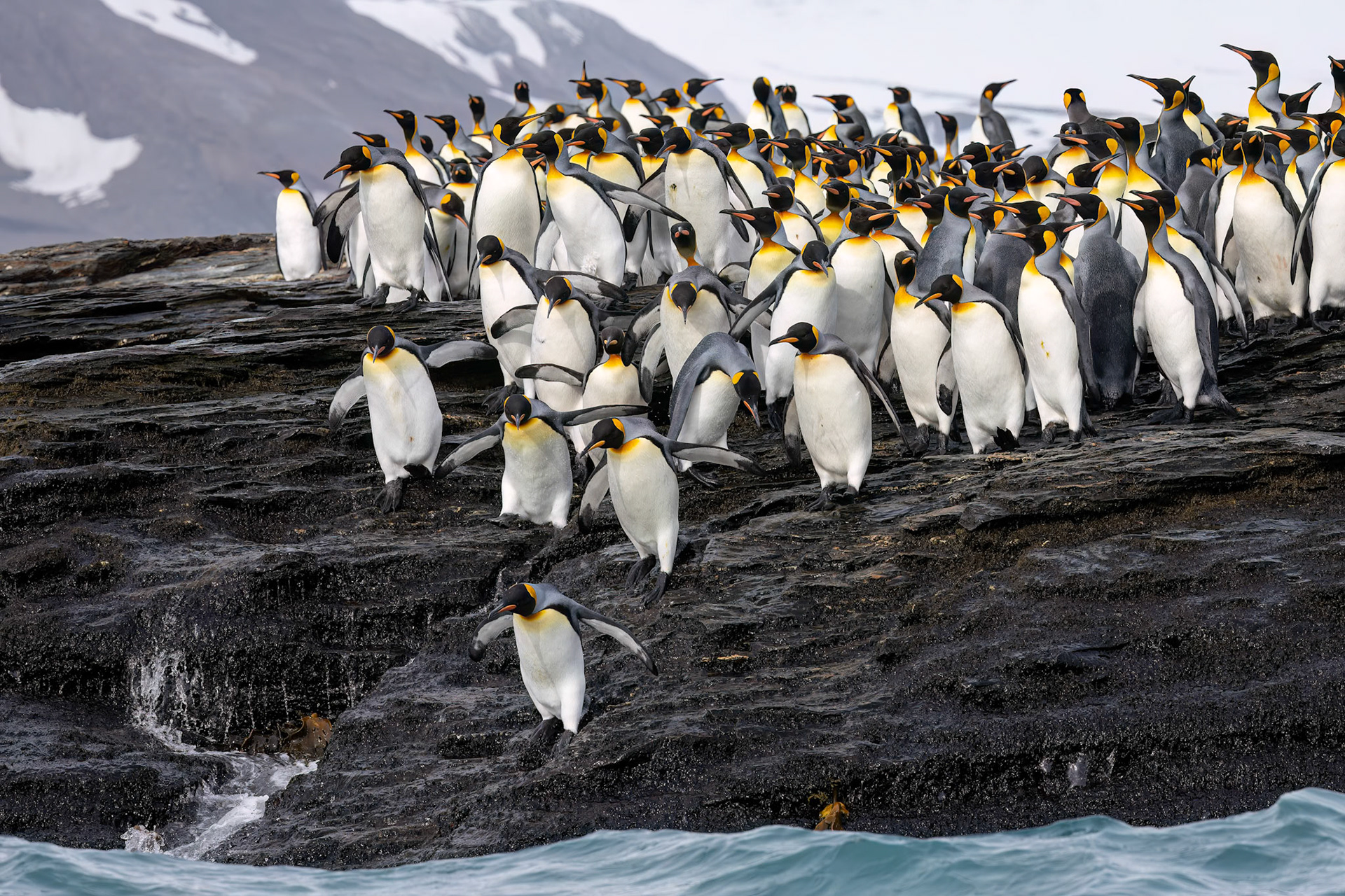 King penguins, St Andrew's Bay, South Georgia