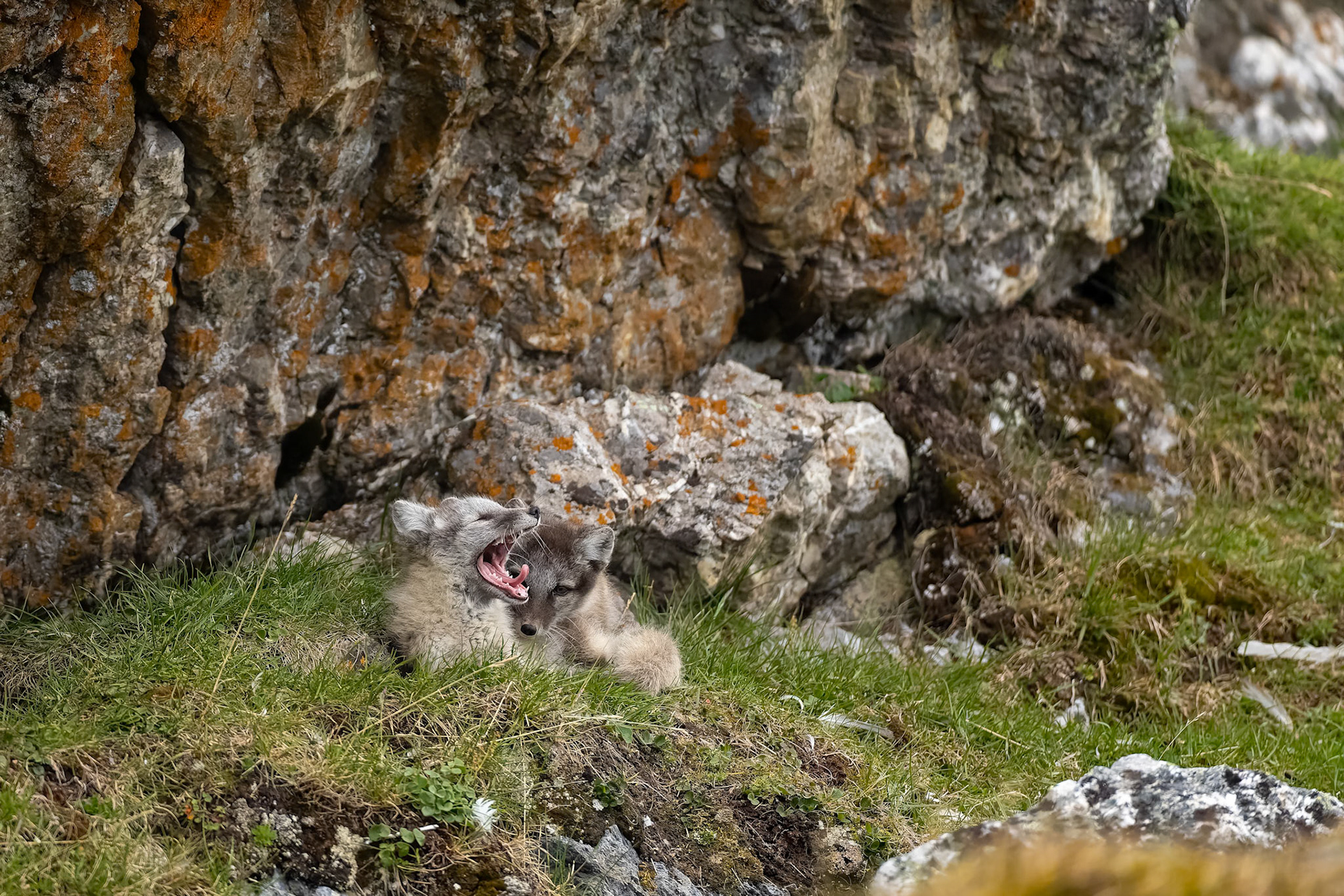 Arctic fox, Trygghamna, Svalbard, Norway