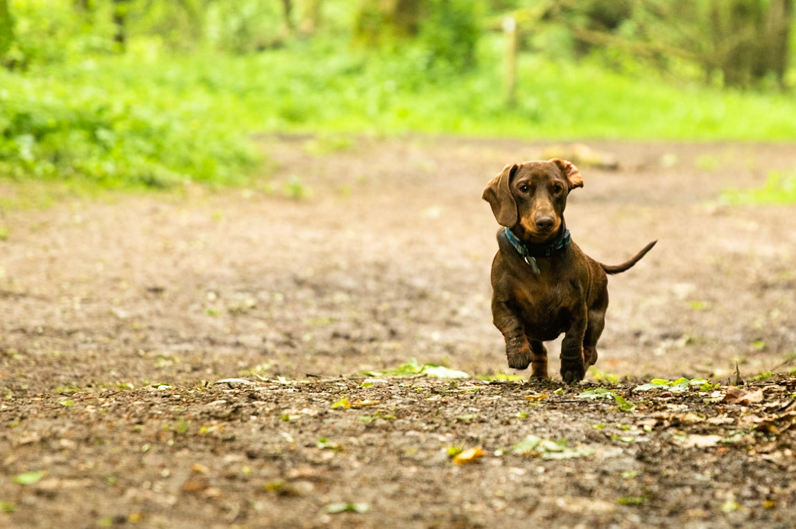 Ashridge Estate, National Trust Forest, Ringshall, England, United Kingdom