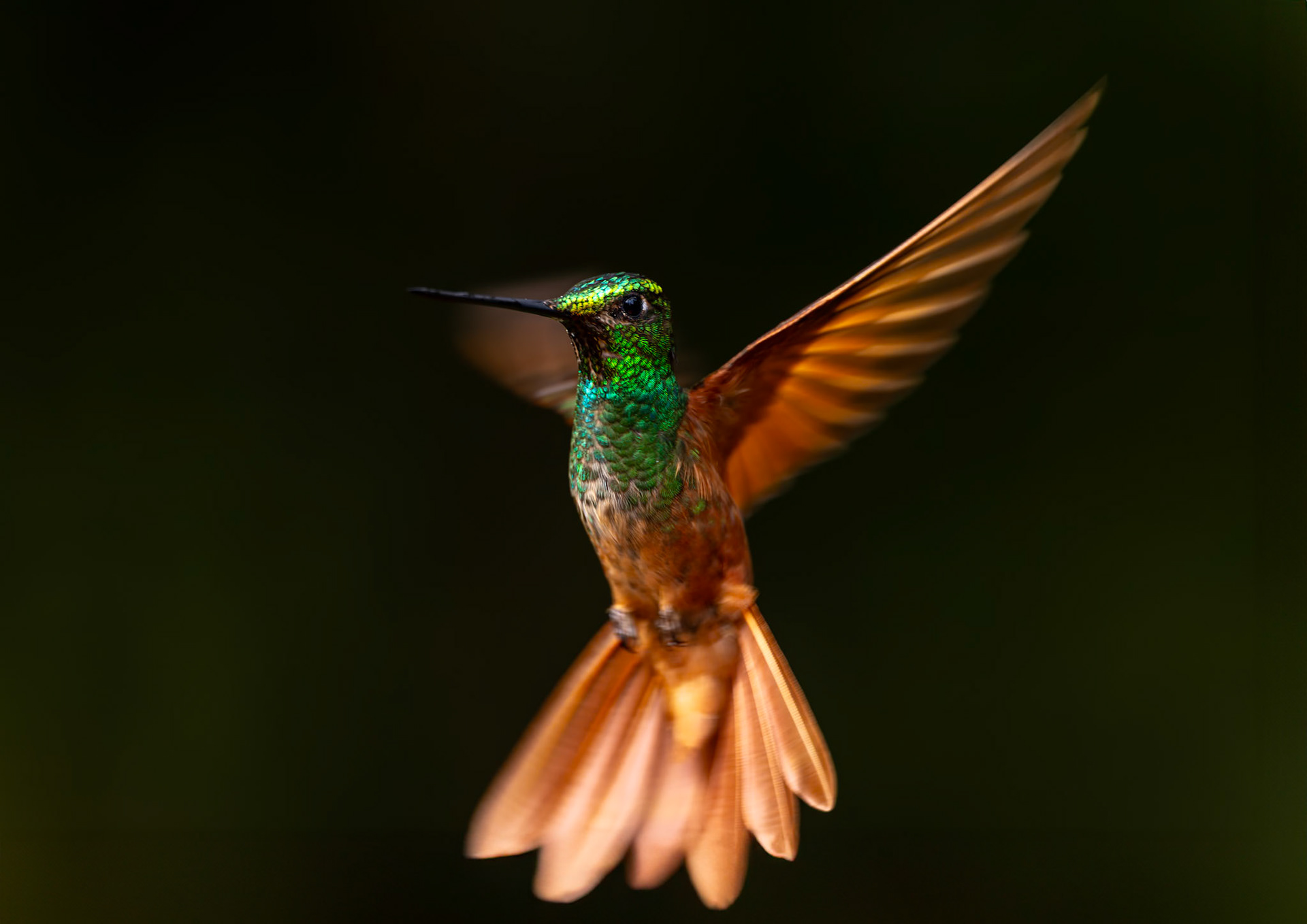 Rainbow starfrontlet, Urraca Lodge, Jorupe National Park, Ecuador