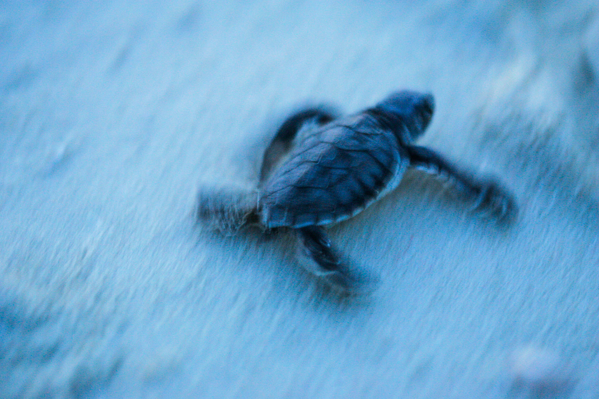 Hatchling, Heron Island, Queensland, Australia