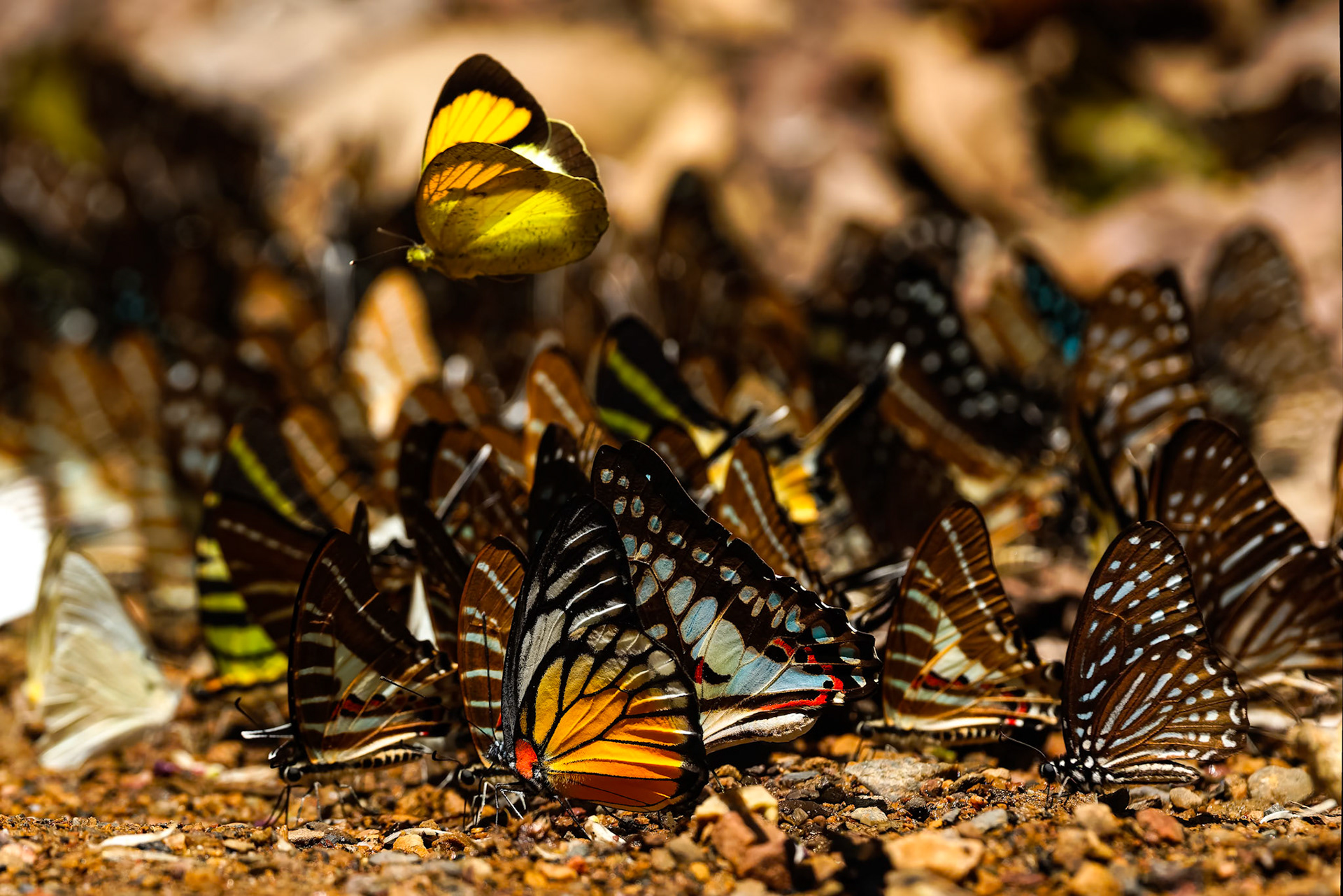 Butterflies, Khaeng Krackan National Park, Thailand