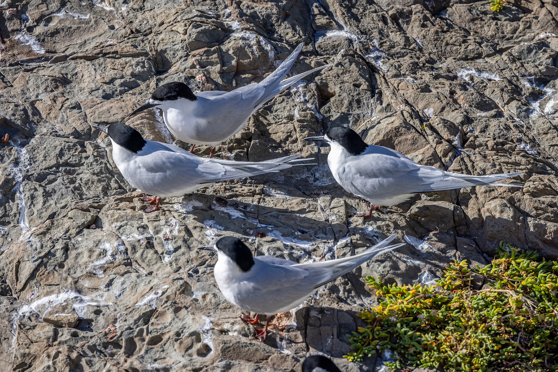 White-fronted tern, Kaikōura, New Zealand