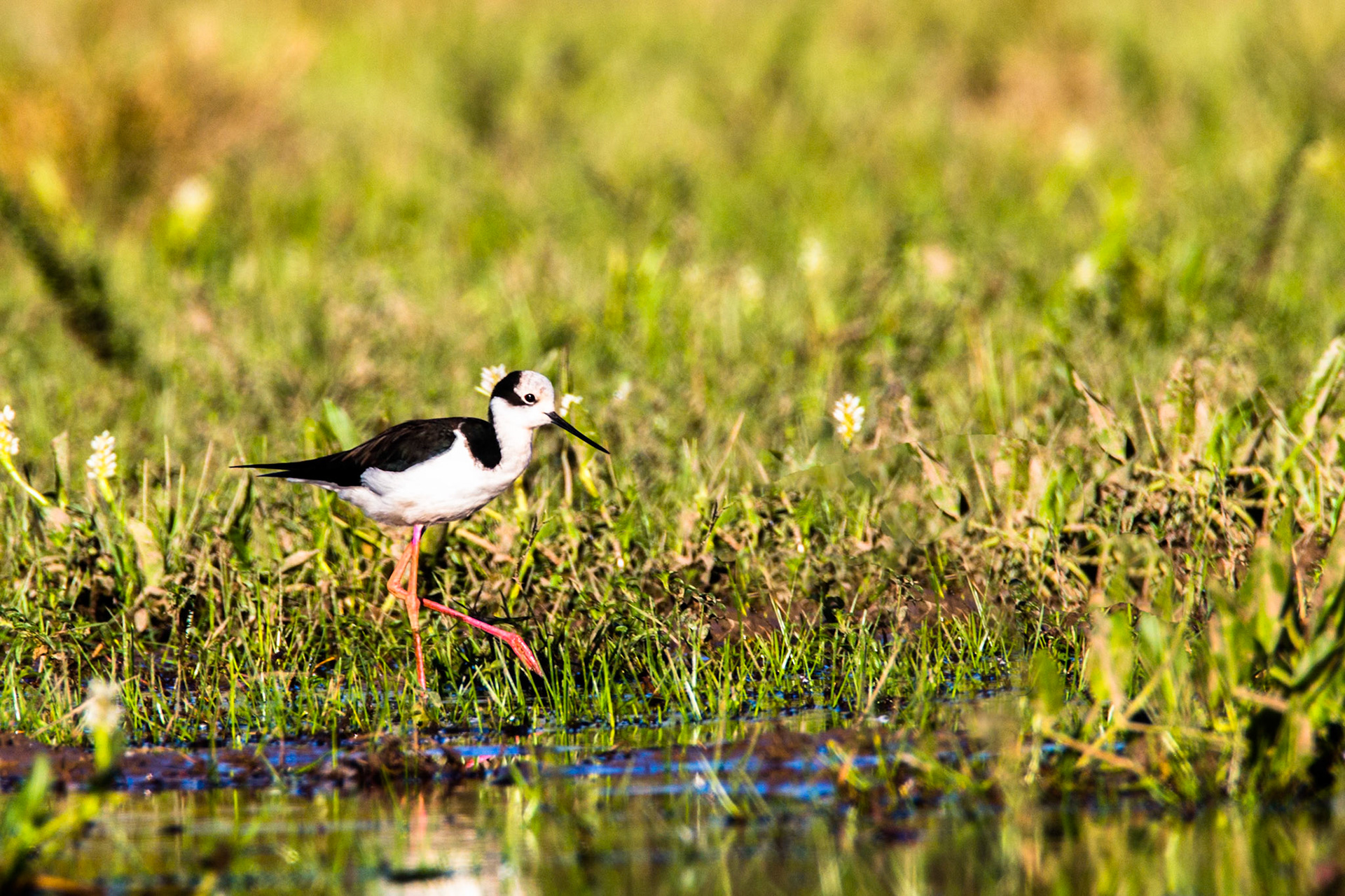 White-backed stilt, Pousada Piuval, Pantanal, Brazil