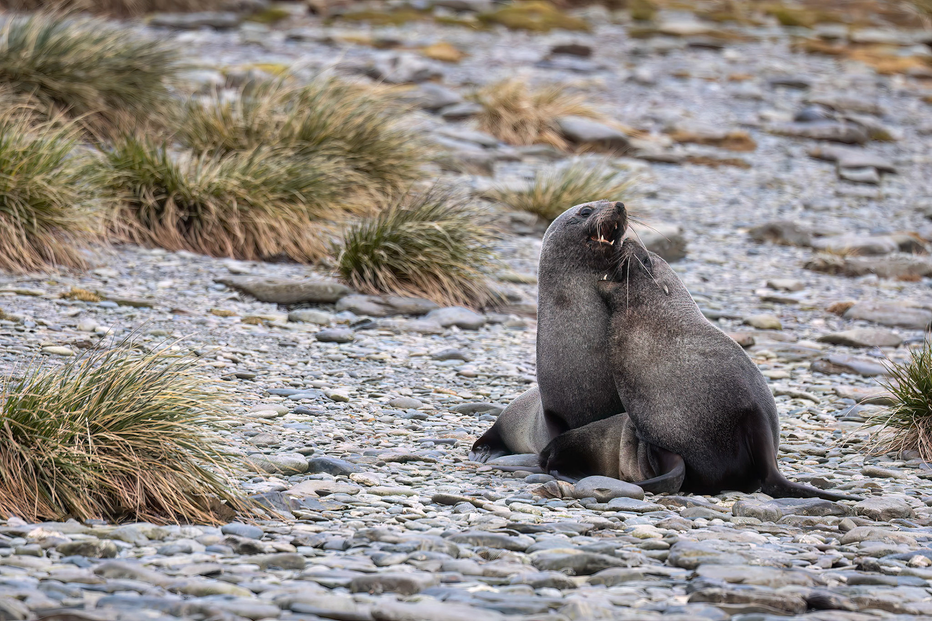Antarctic fur seal, Rosita Bay, South Georgia