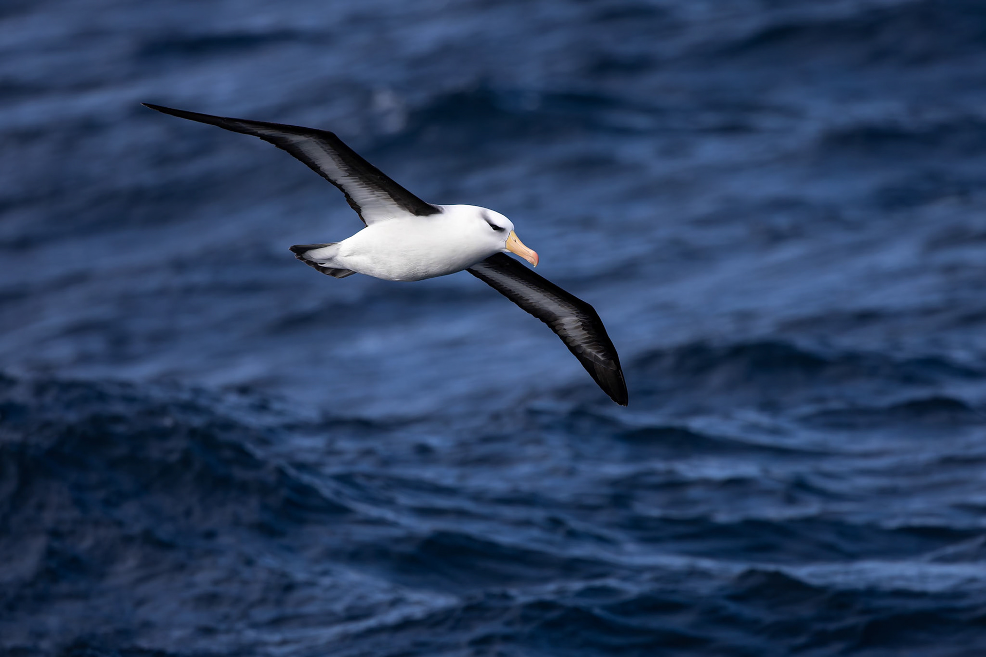 Black-browed albatrosss, towards Ushuaia, Argentina