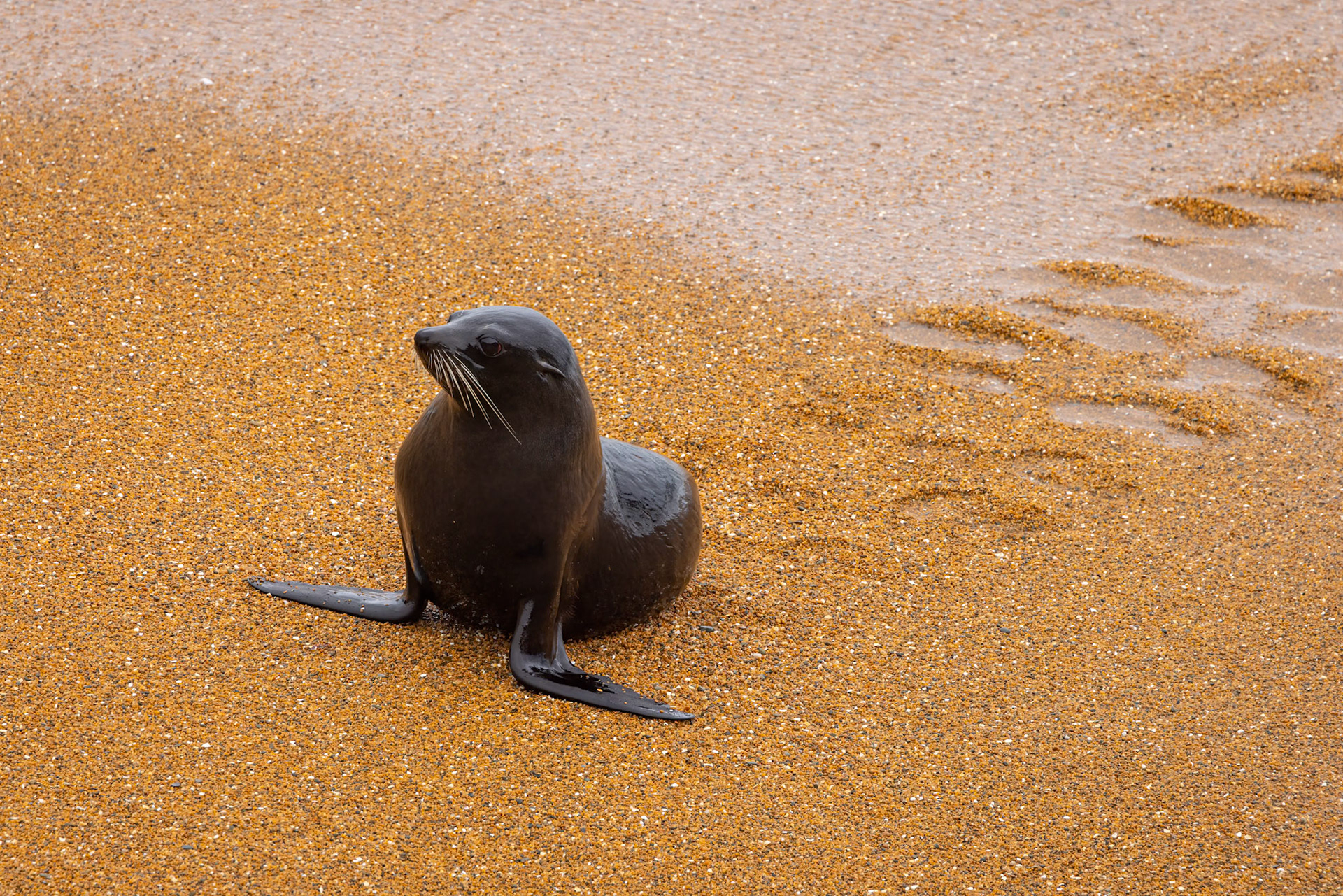 New Zealand fur-seal, Oamaru, New Zealand