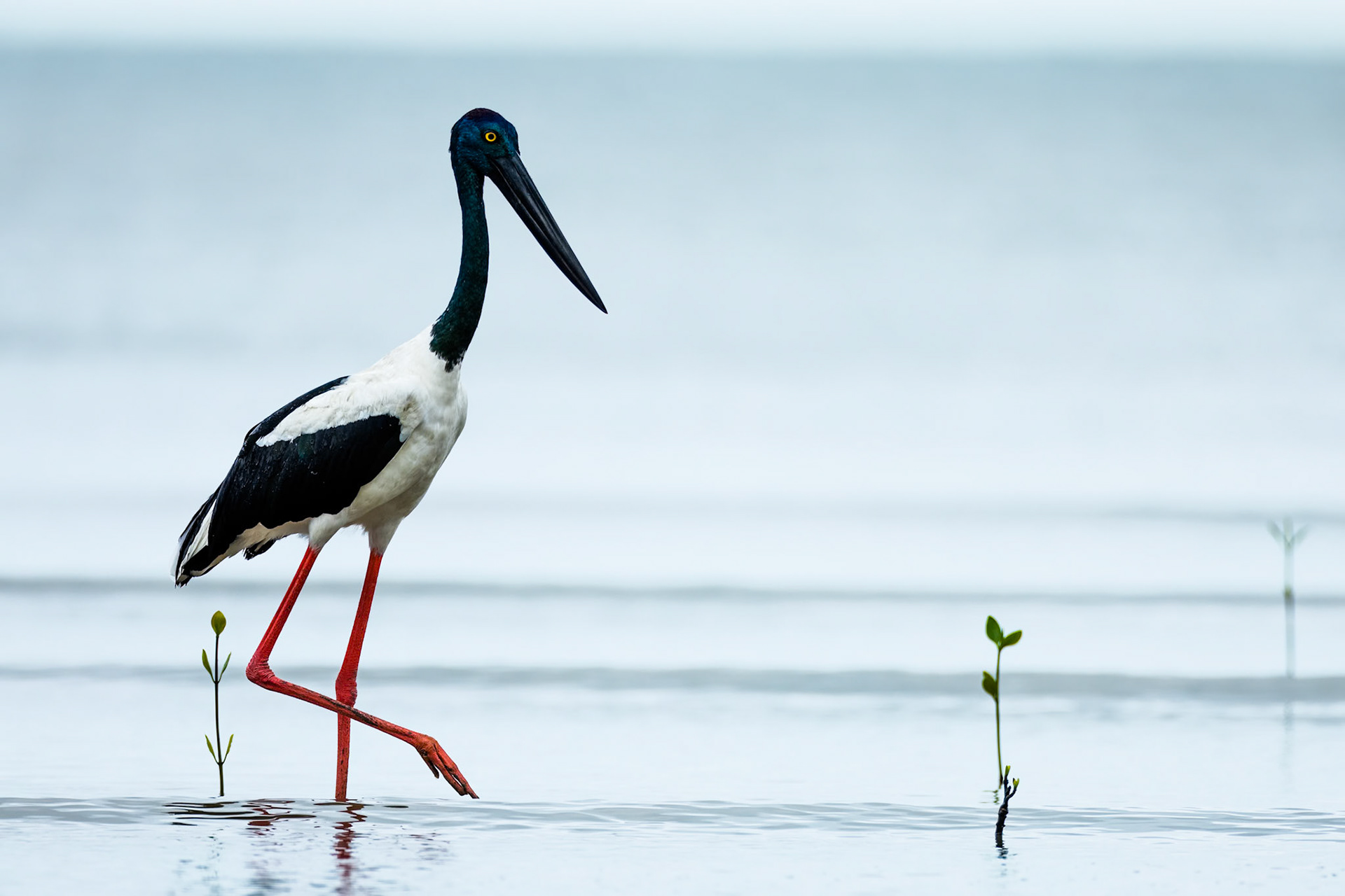 Black-necked stork, Cairns, Queensland