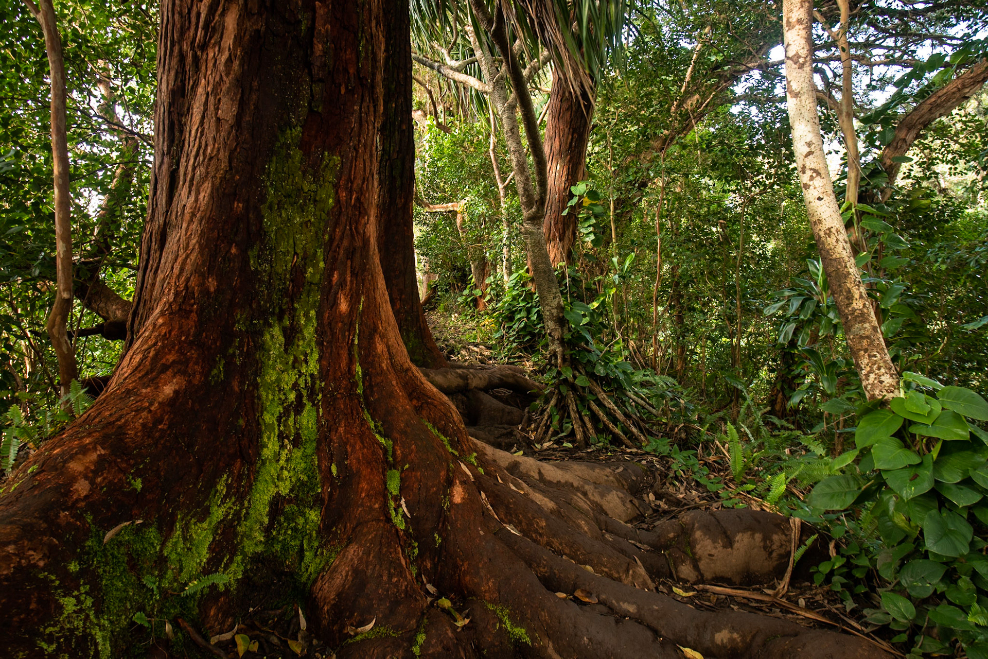 Ho’okipa,  Hawaii, United States of America