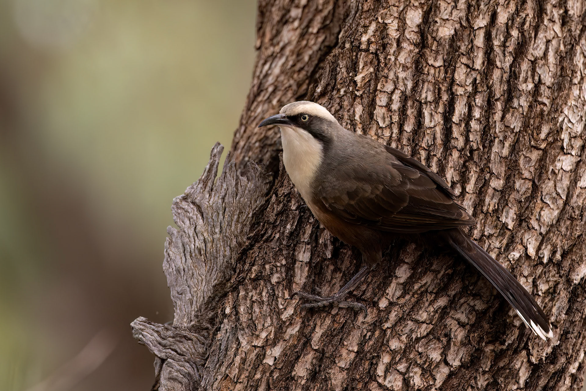 Grey-crowned babler, Eulo to Cunnamulla, Queensland, Australia