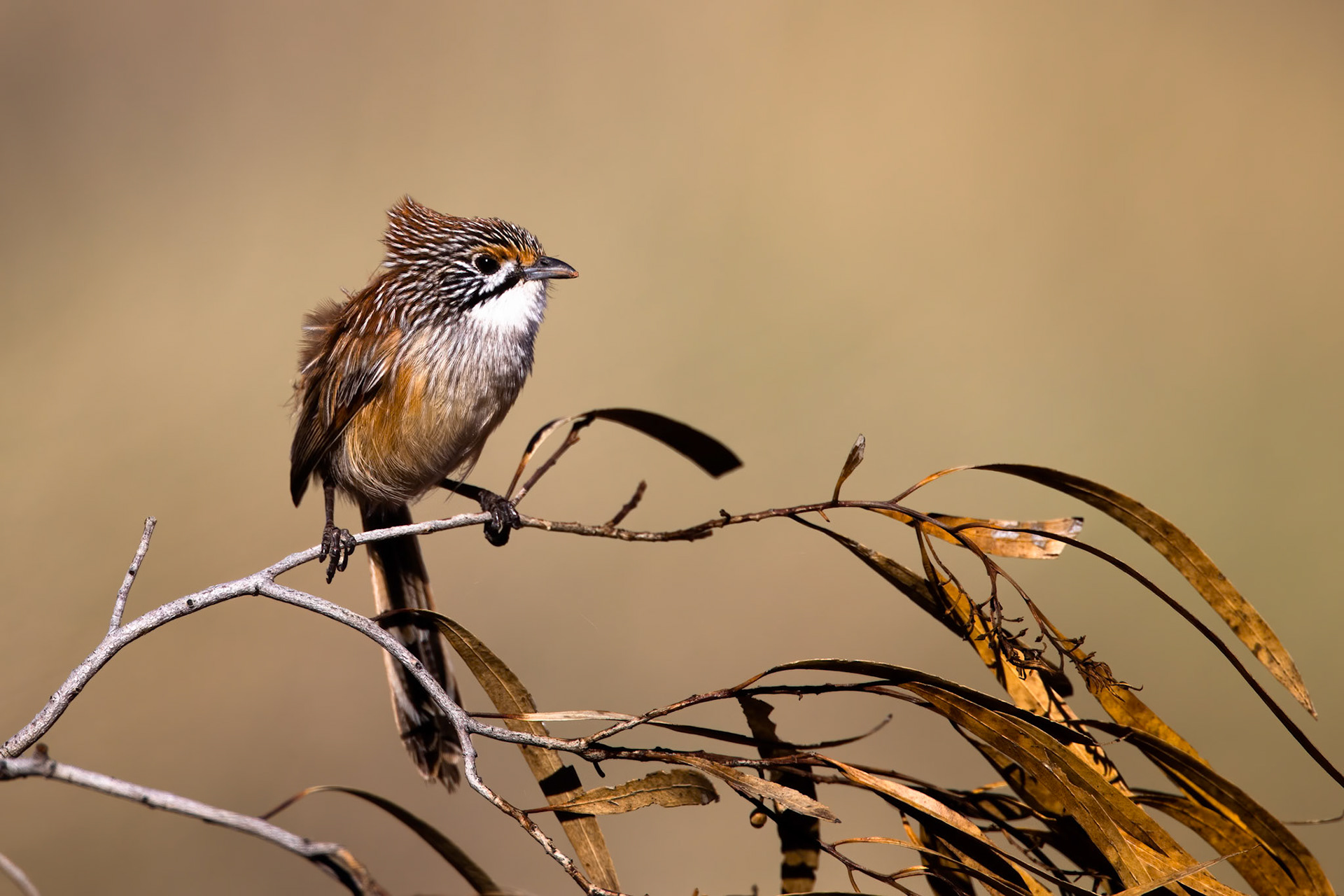 Striated (Opalton) grasswren, Opalton, Queensland, Australia