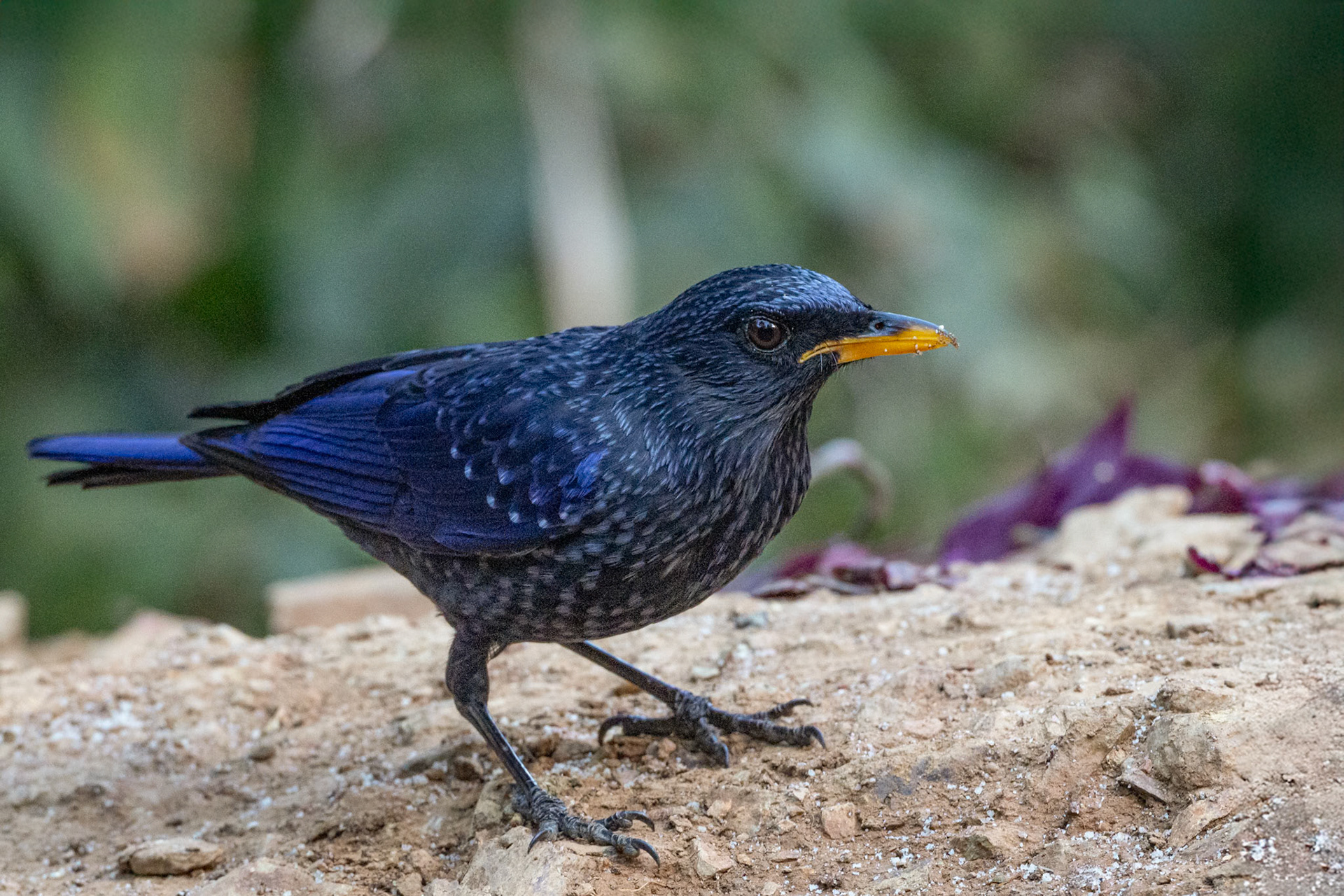 Blue whistling thrush, Bird's Den, Corbett Tiger Reserve, India