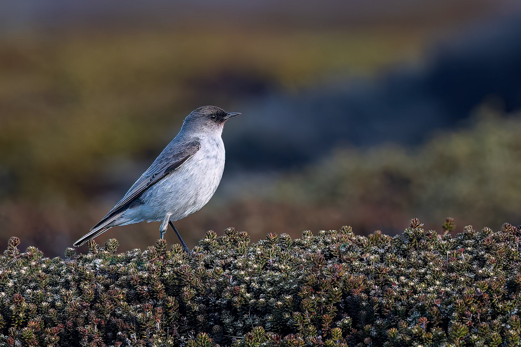 Dark-faced ground-tyrant, The Settlement, Saunders Island, Falkland Islands