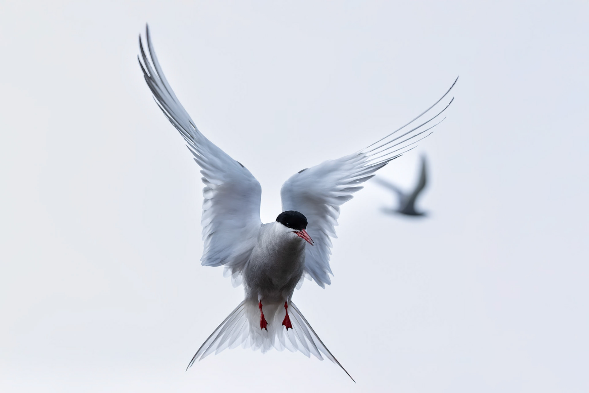 Arctic tern, Hamiptonbukka, Svalbard, Norway