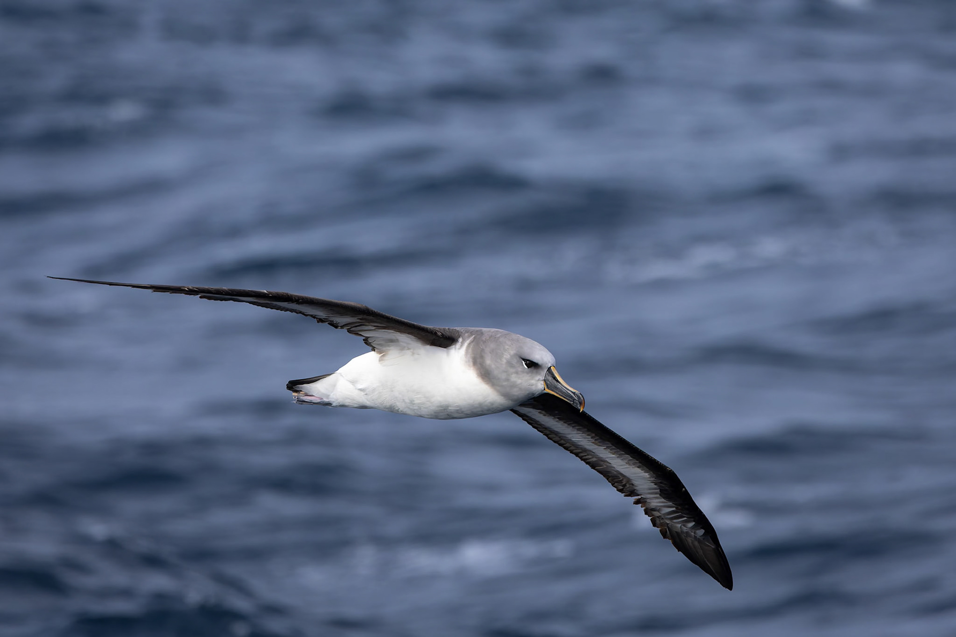 Grey-headed albatross, towards Ushuaia, Argentina