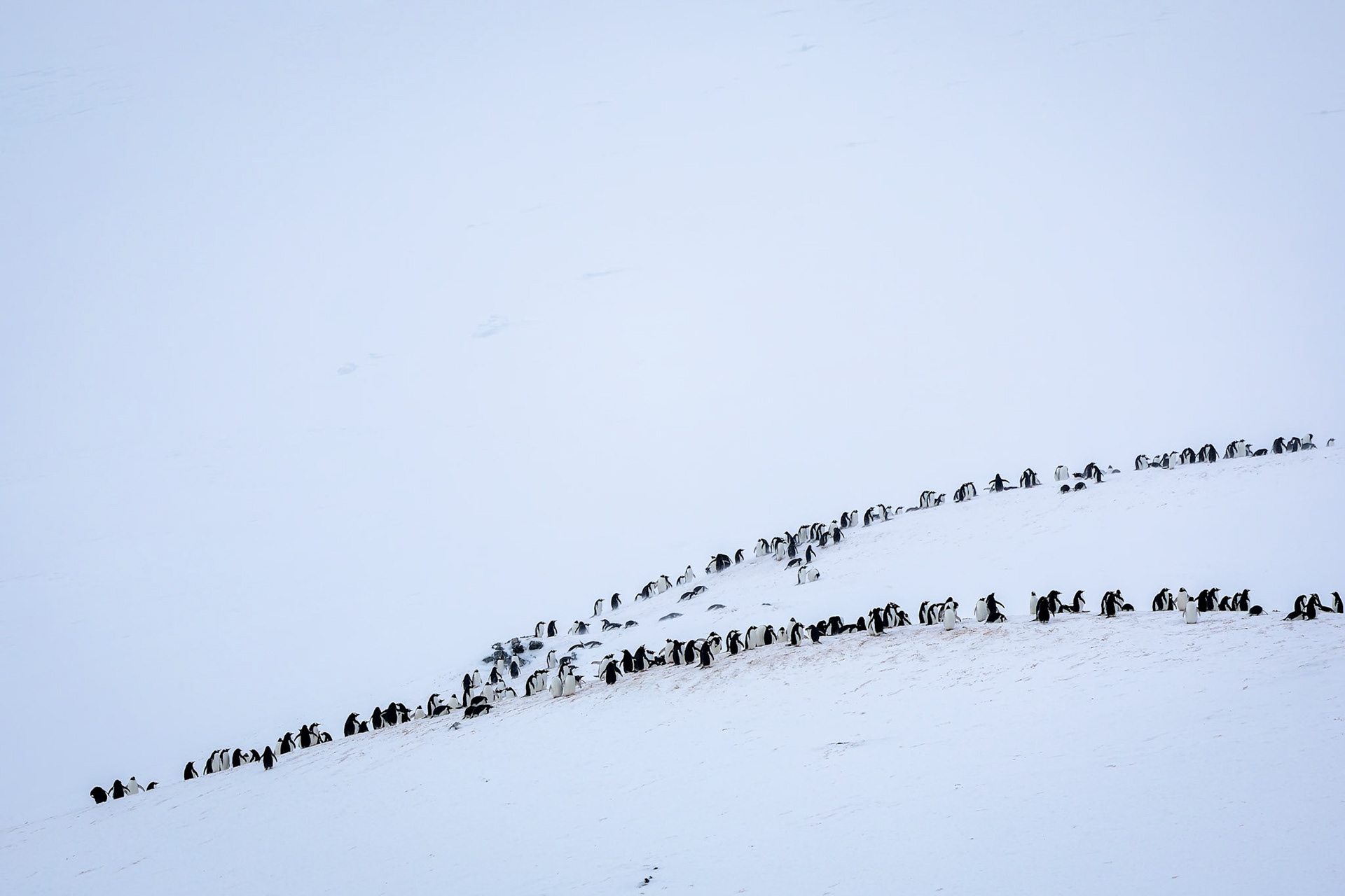 Gentoo penguin, Cuverville, Antarctica
