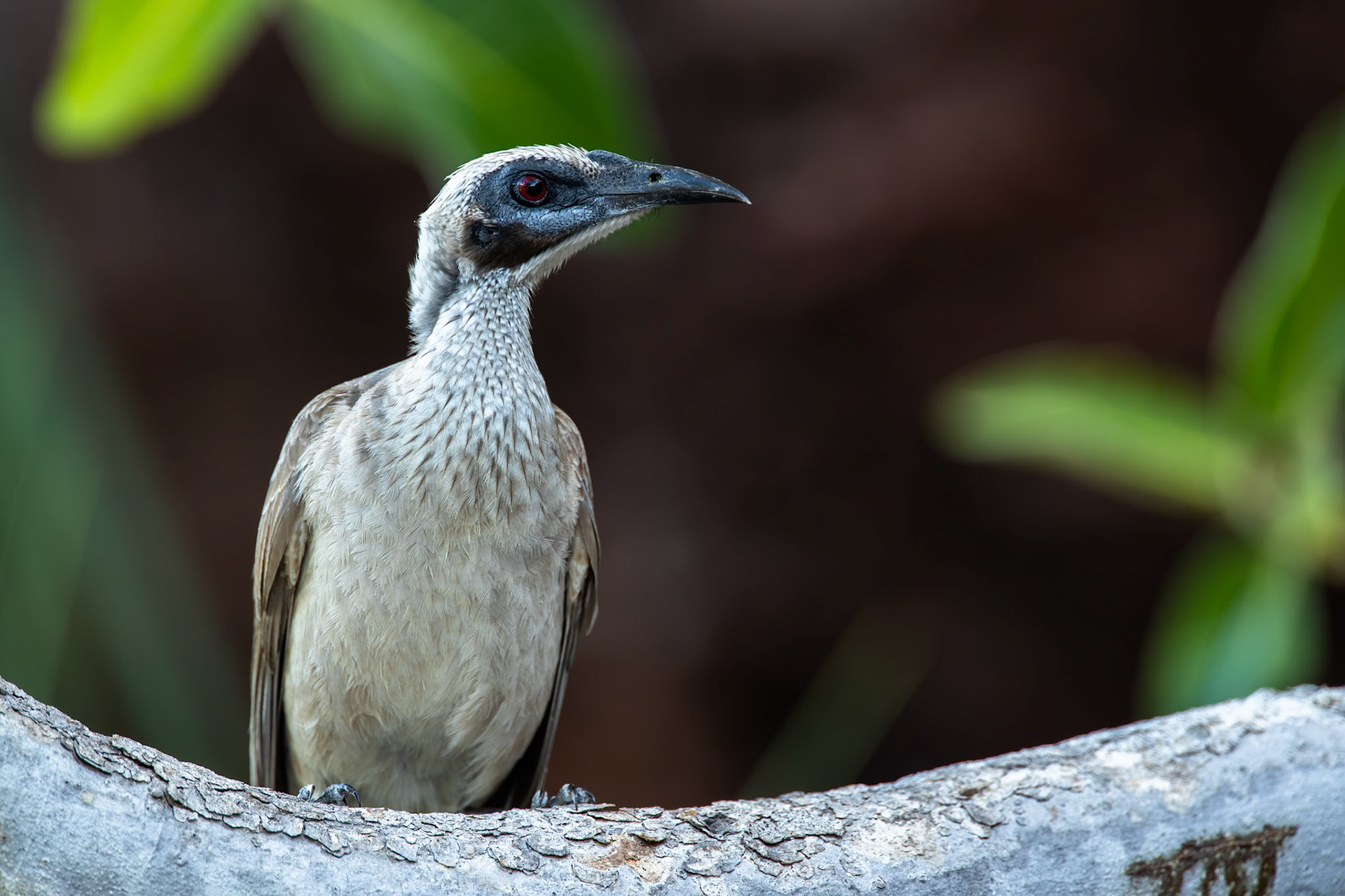 Helmeted friarbird (sandstone race), Nawurlandja, Kakadu, Australia