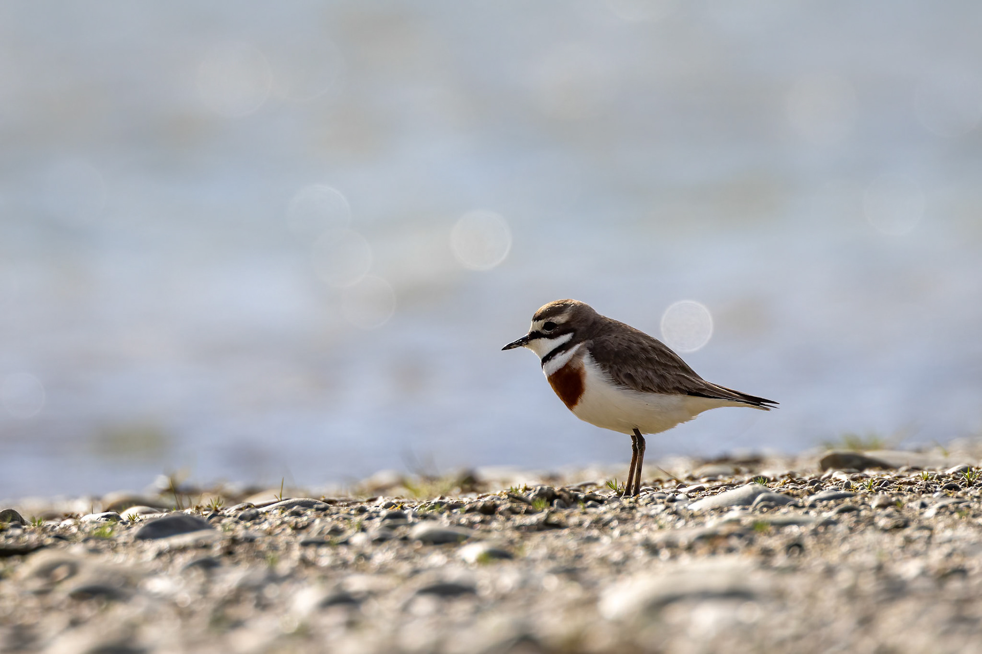 Banded dotterel, (double-banded plover), Twizel, New Zealand