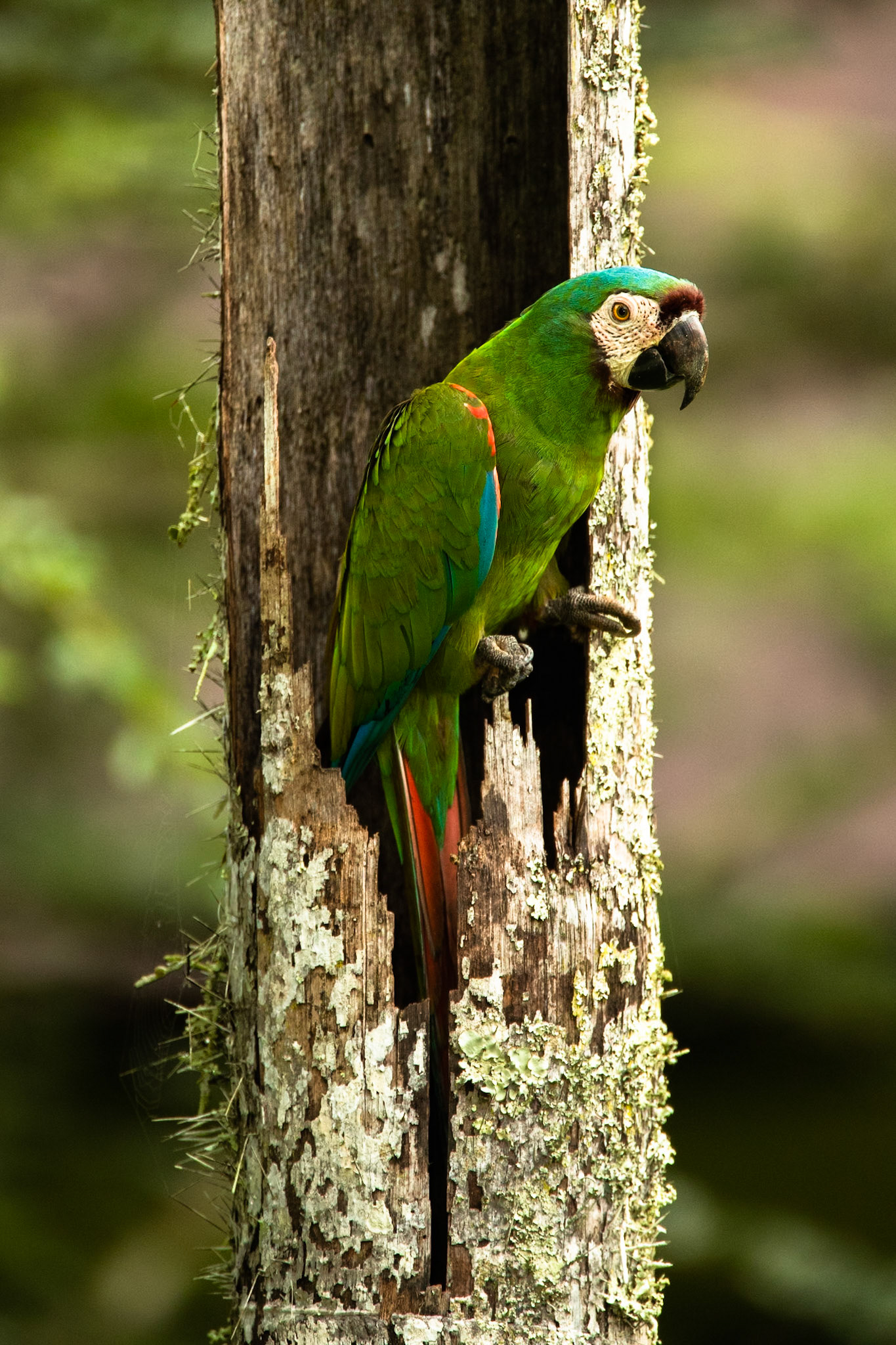 Chestnut-fronted macaw, Amazonia Lodge, Manu National Park,  Peru