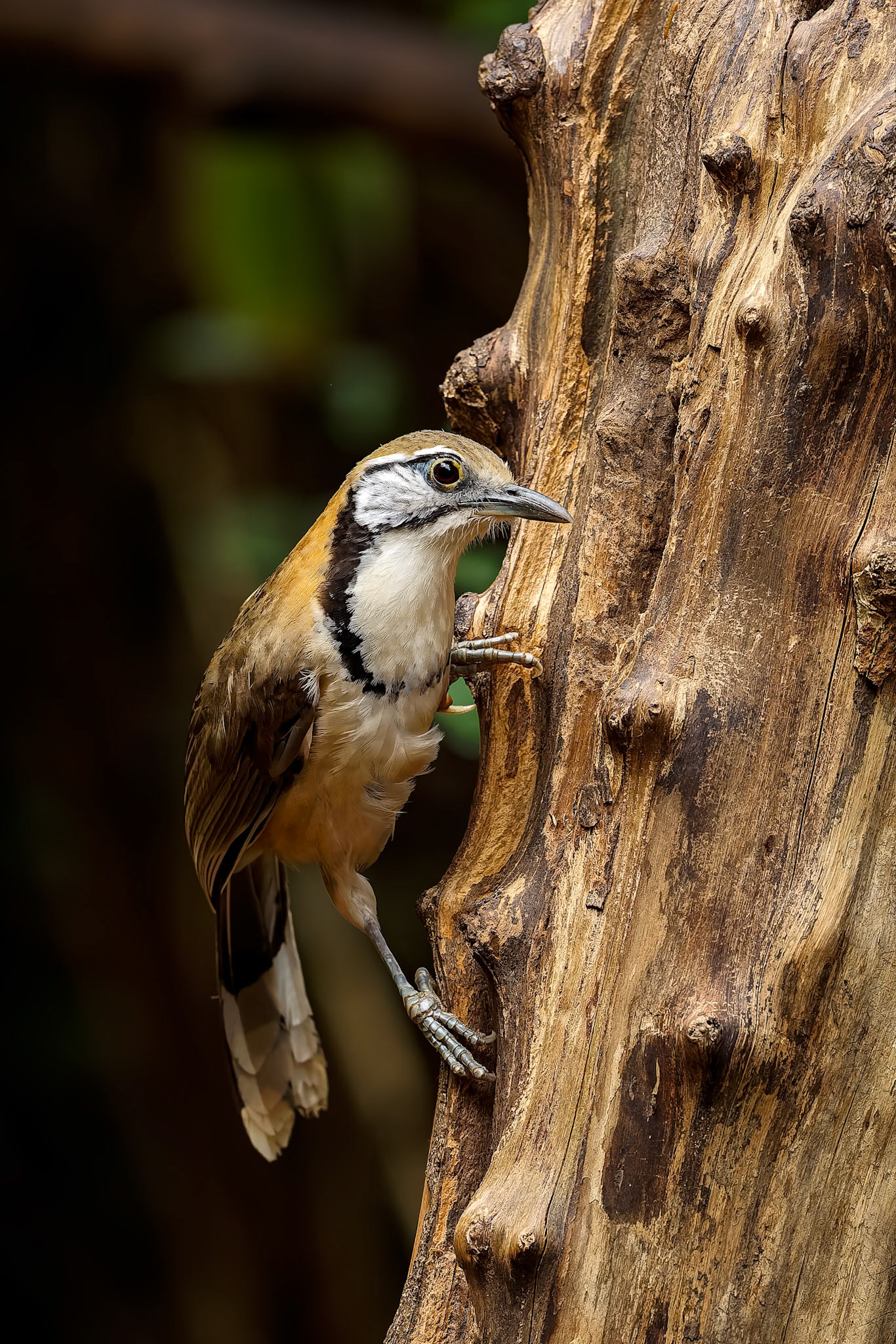 Greater necklaced laughingthrush, Khaeng Krackan National Park, Thailand