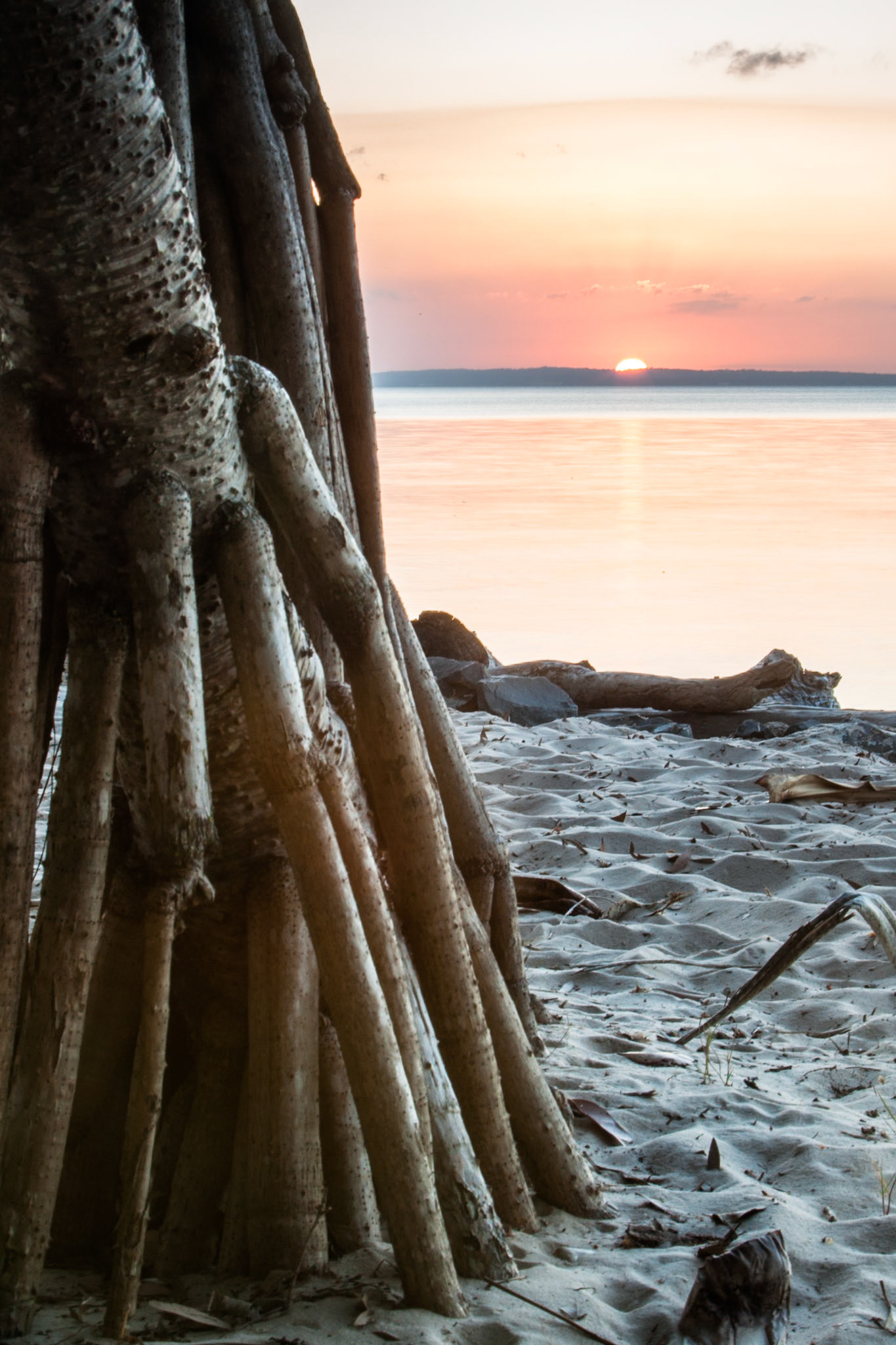 Pandanas roots at sunset, Kingfisher Bay Resort, Fraser Island, Queensland