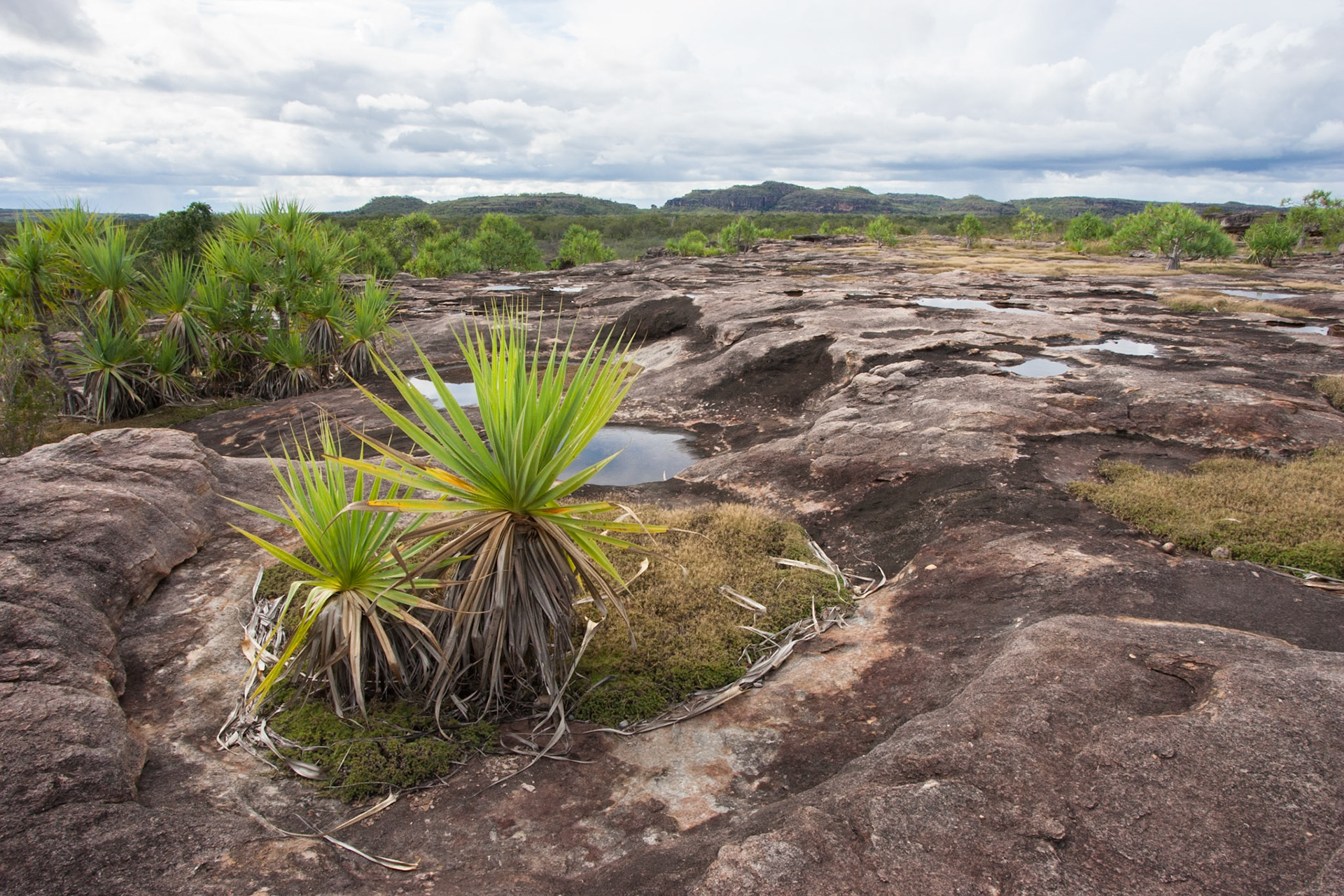 Rock-Pandanis, Mount Borradale, Arnhemland, Northern Territory