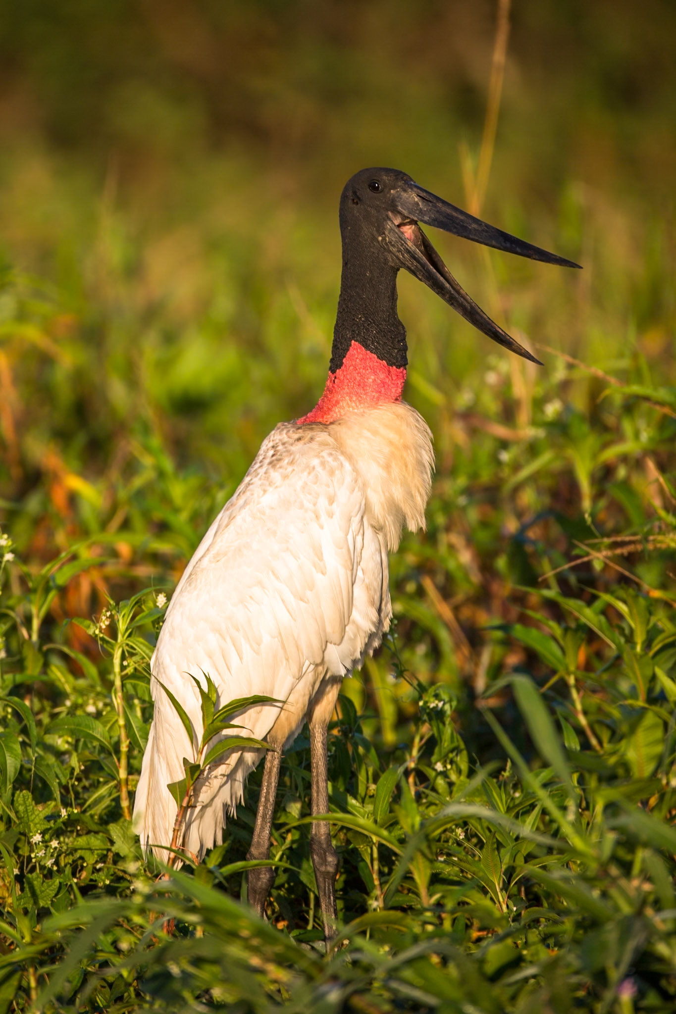 Jabiru, Porto Jofre, Pantanal, Brazil